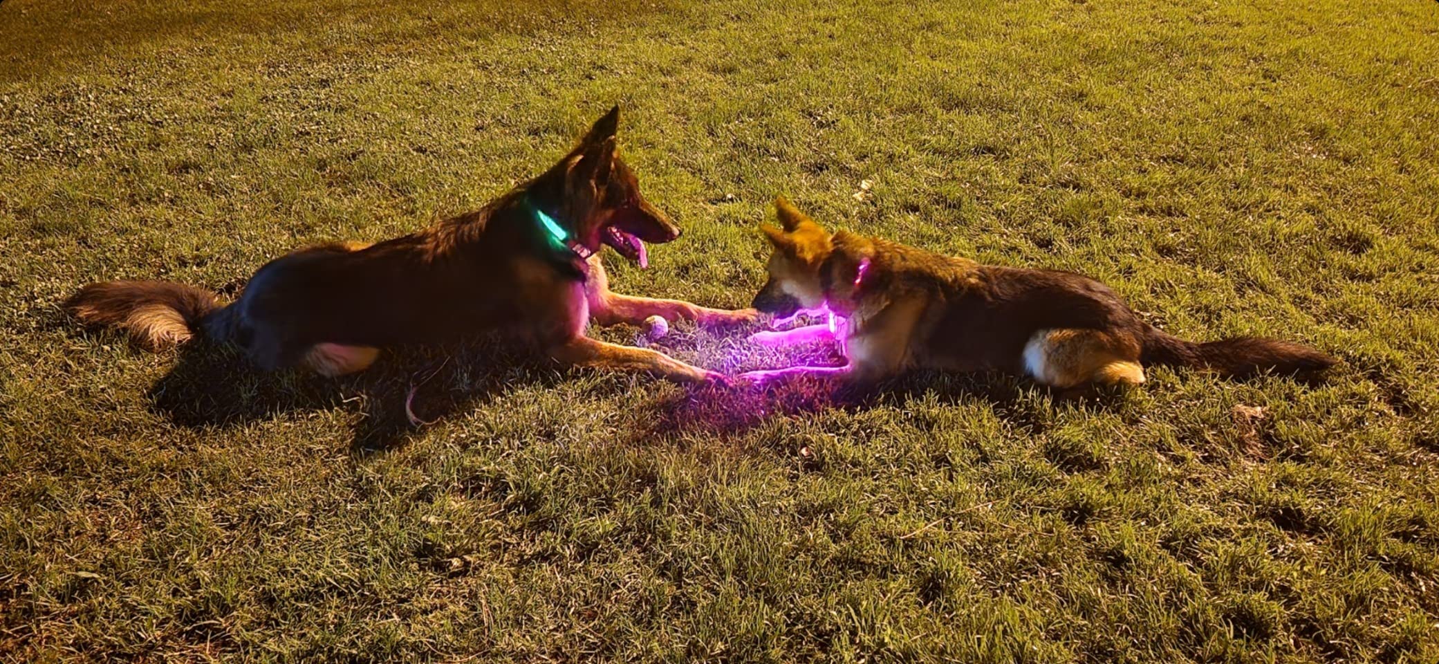 EverLightFX USB Rechargeable LED Safety Light (2 Pack) by Apace - Super Bright Bike Tail Light Works Brilliantly as Running Light for Joggers, Pets, Bicycle Strobe or Rear Clip On Lights customer photo 2