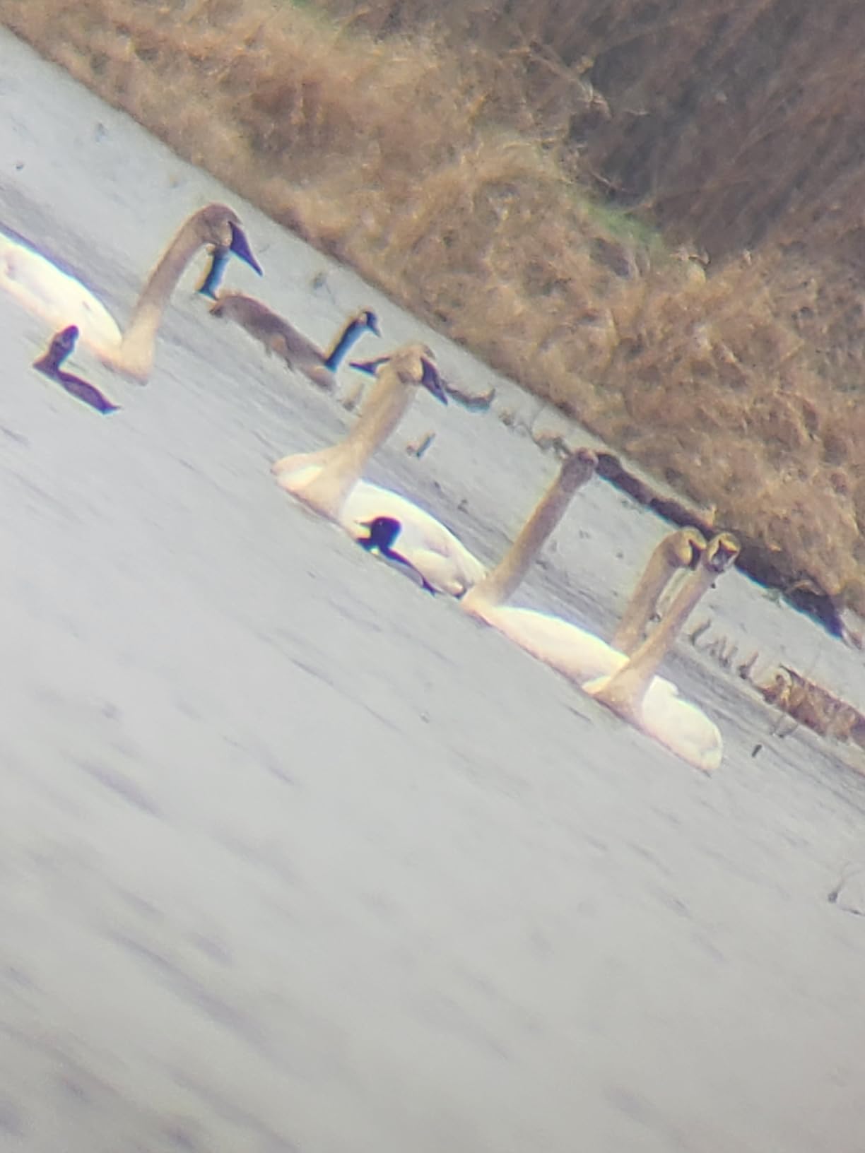 SVBONY SV28 Spotting Scopes with Tripod, Angled 25-75x70mm Spotter Scope with Phone Adapter, Waterproof Fogproof Spotting Scope for Bird Watching, Target Shooting, Wildlife Viewing customer photo 1