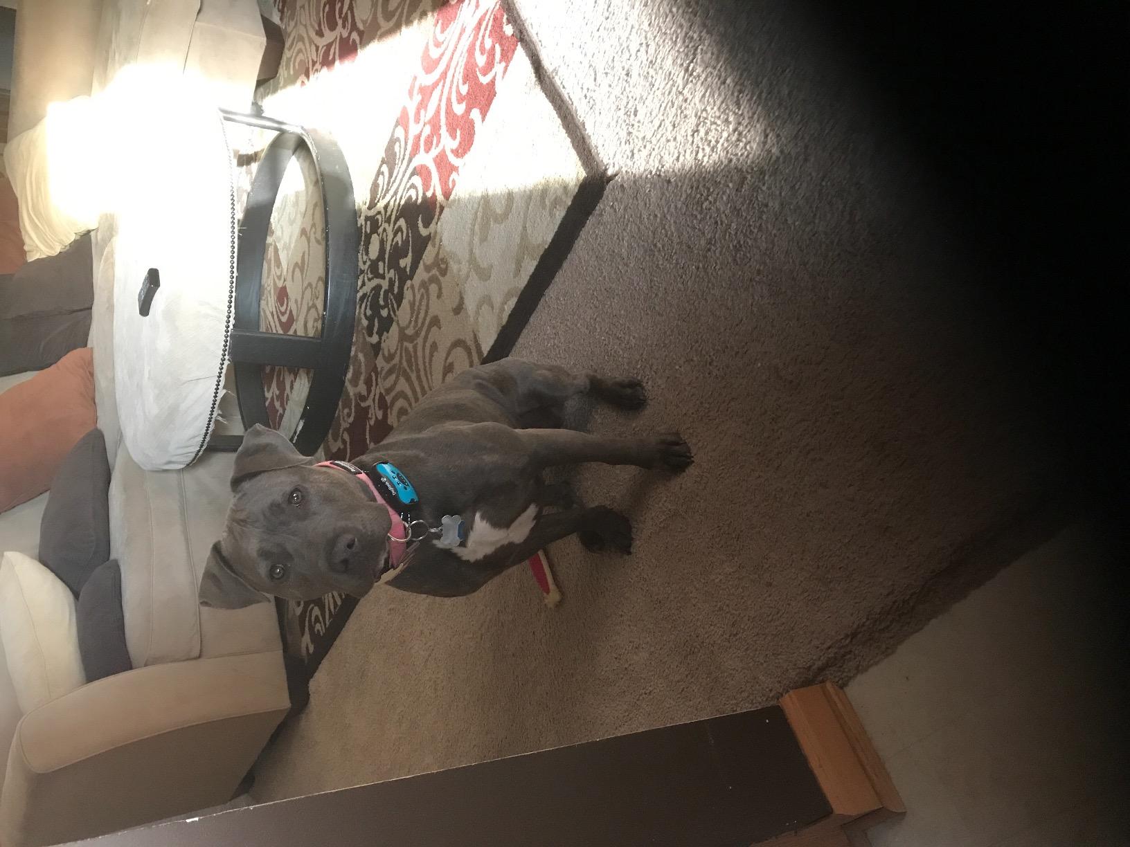 DogRook Dog Bark Collar | Smart Collar for Dog Training | No Shock | Beep & Vibration | Rechargeable | No Bark Collar for Dogs | Anti Bark Collar for Large Dog, Medium Dog, Small Dog | 12-110 lbs customer photo 1