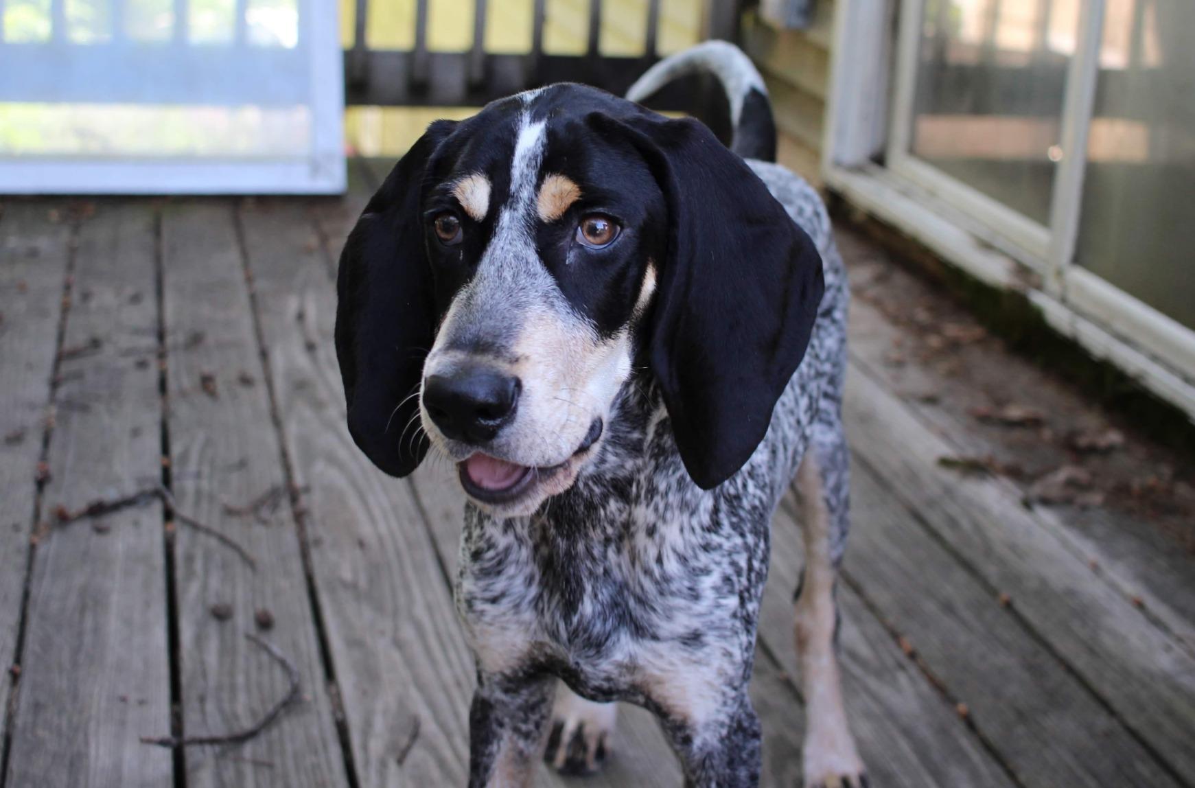 DogRook Dog Bark Collar | Smart Collar for Dog Training | No Shock | Beep & Vibration | Rechargeable | No Bark Collar for Dogs | Anti Bark Collar for Large Dog, Medium Dog, Small Dog | 12-110 lbs customer photo 2