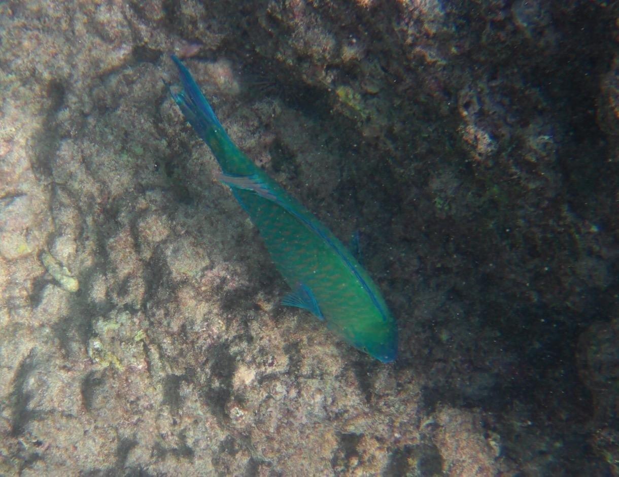 AKASO Brave 4 Action Camera 4K 30fps Ultra HD Video 20MP Photo, EIS, WiFi Remote Control, 2X Batteries, Waterproof Underwater Camera customer photo 2