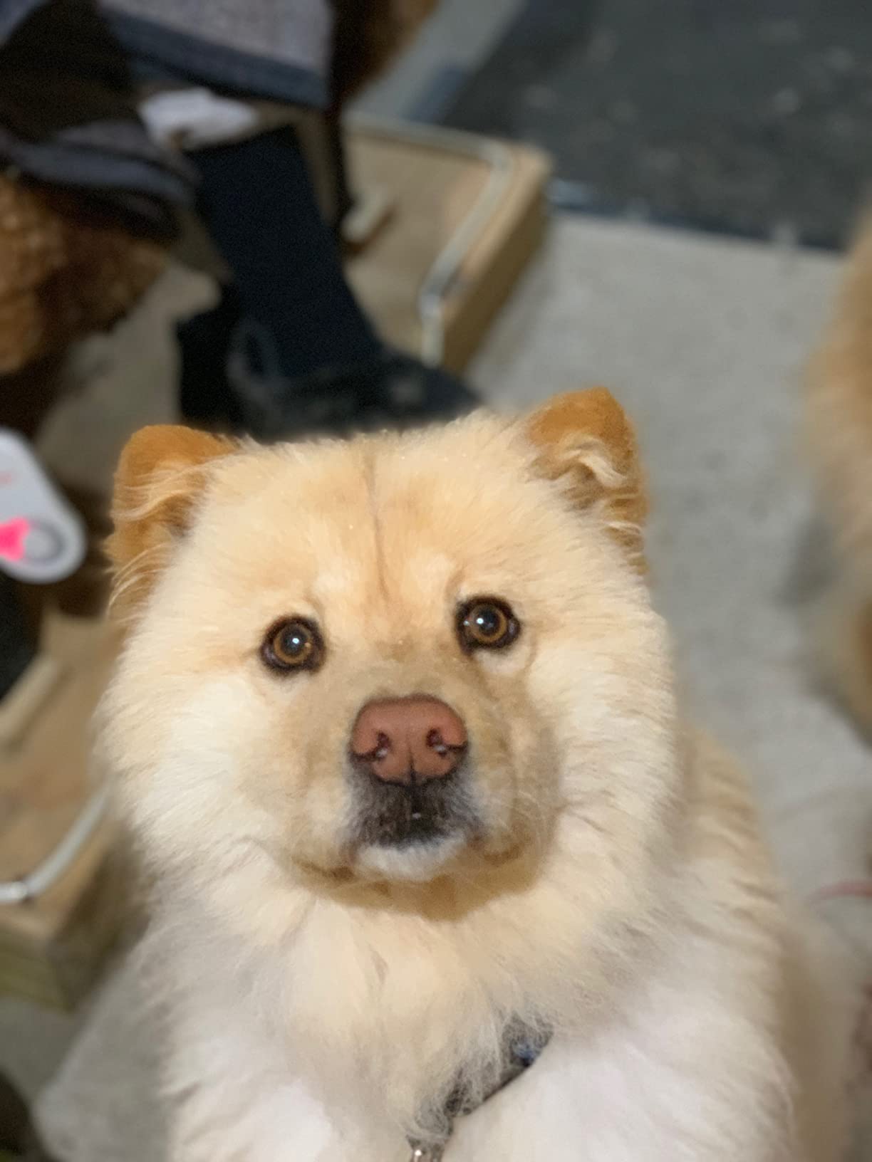 Diyife Clicker Training for Dogs, [4 Pcs, Multi-Color] Dog Clicker for Training, Clicker Dog Training with Wrist Strap, Clicker for Pets, Dog Clicker Perfect for Dog Cat Horse Behavioral Training customer photo 1