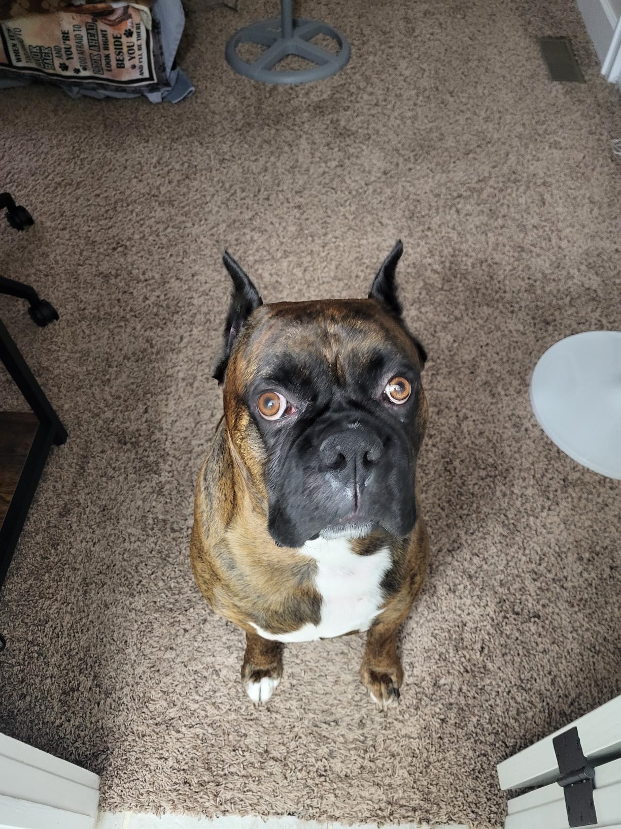 Diyife Clicker Training for Dogs, [4 Pcs, Multi-Color] Dog Clicker for Training, Clicker Dog Training with Wrist Strap, Clicker for Pets, Dog Clicker Perfect for Dog Cat Horse Behavioral Training customer photo 2