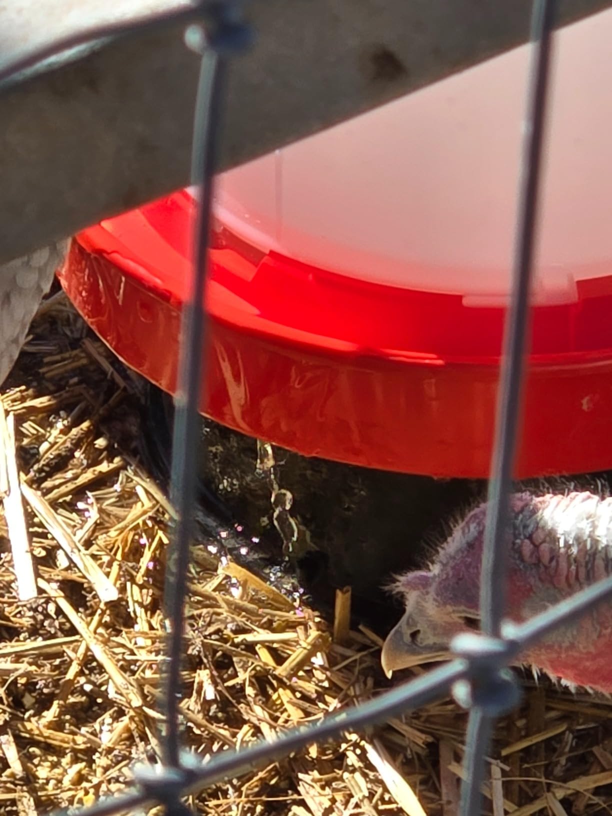 API 3 Gallon Heated Chicken or Bird Waterer with Overheating Protection, Galvanized Steel Handle, and Easy to Fill Funnel Design, White customer photo 2