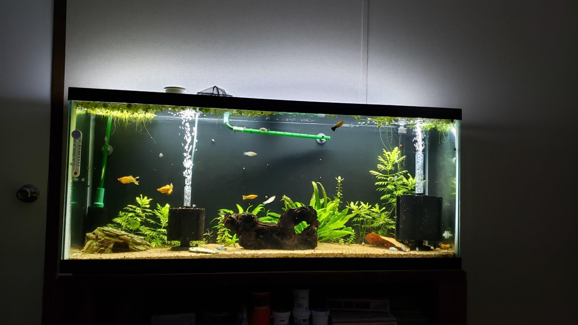 Fluval Aquasky 2.0 Bluetooth LED Aquarium Light - 18W, 24-36 inches | RGB + 6500K White | App Controlled customer photo 2