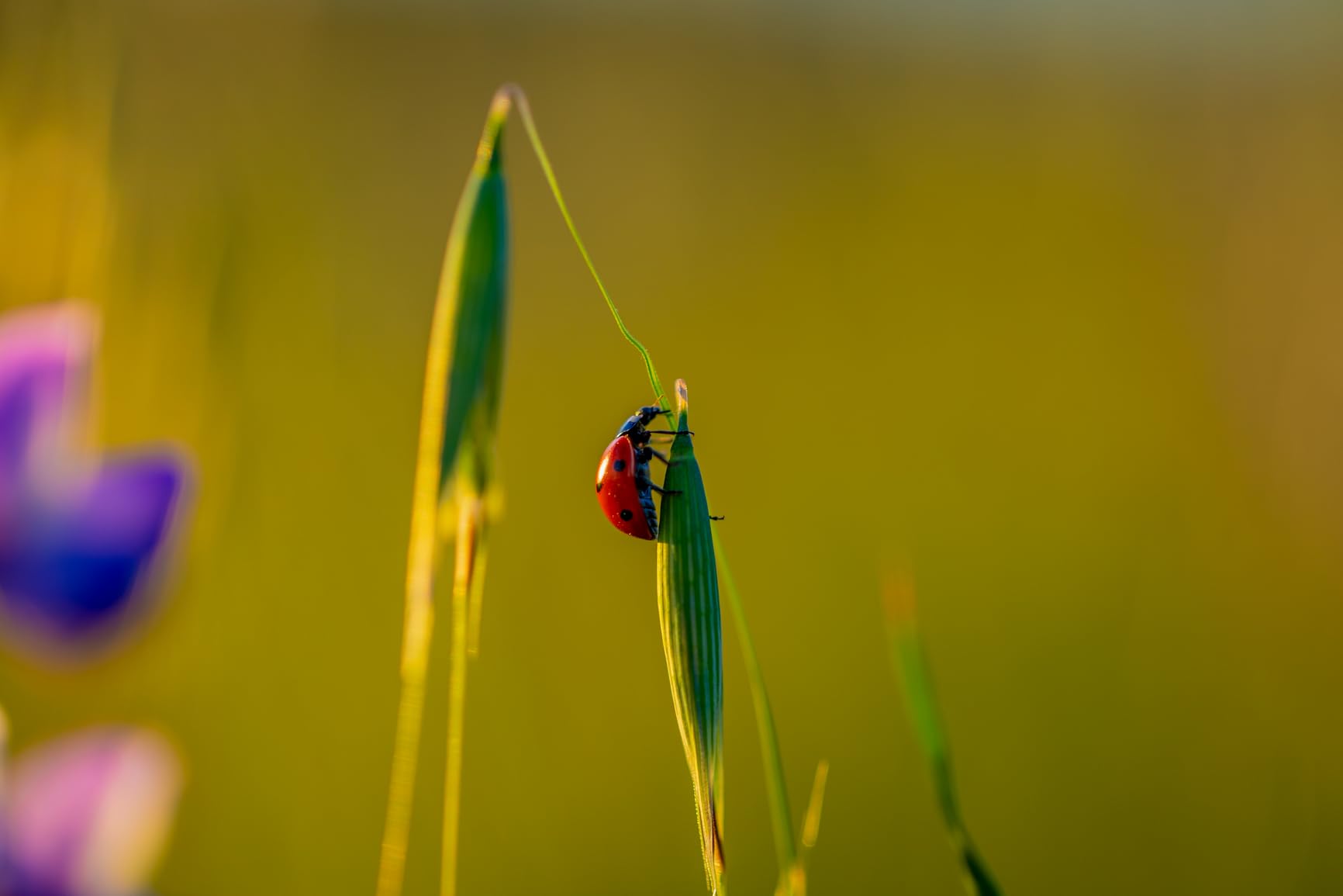 Canon EF 100mm f/2.8L IS USM Macro Lens for Canon Digital SLR Cameras (Renewed) customer photo 1
