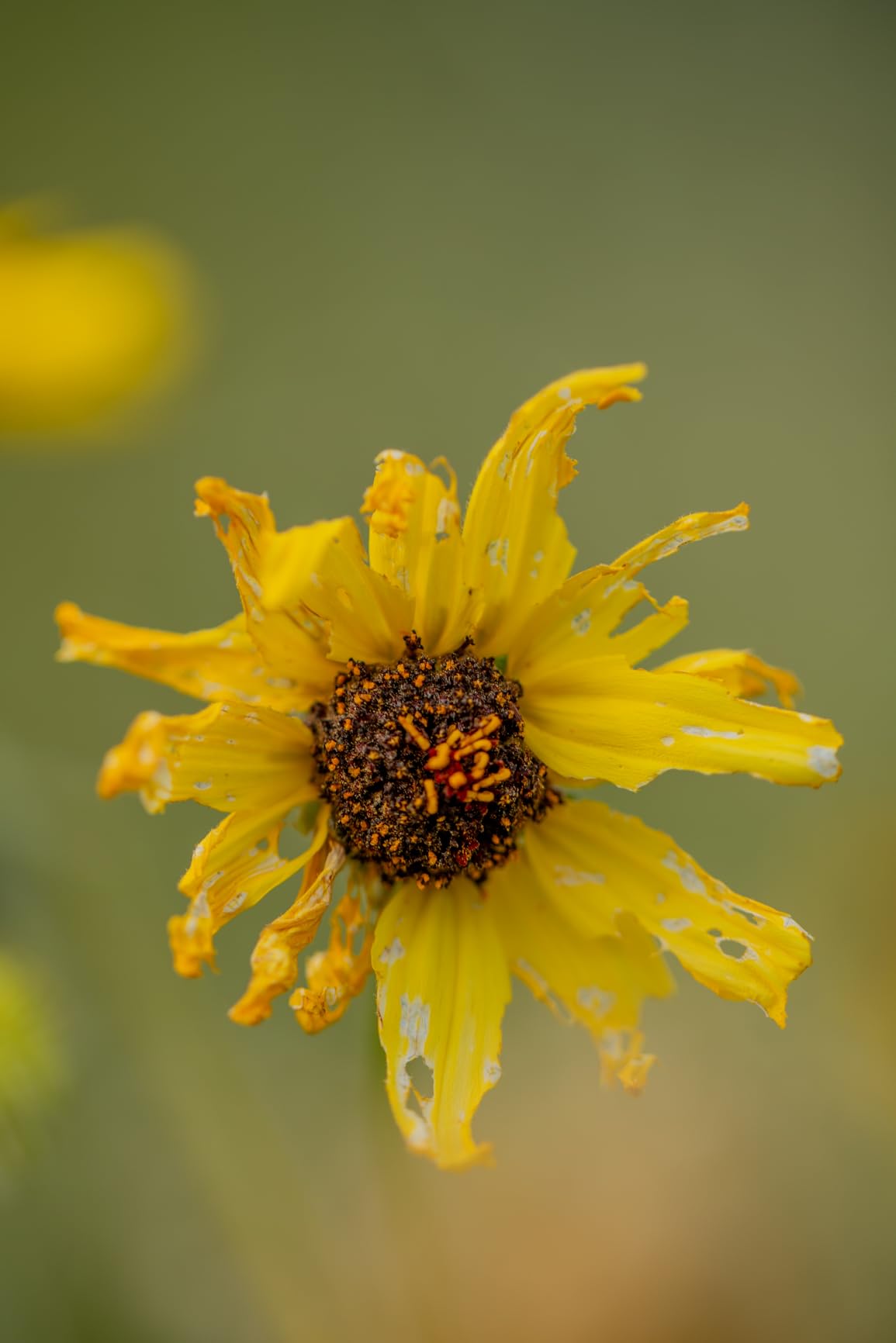 Canon EF 100mm f/2.8L IS USM Macro Lens for Canon Digital SLR Cameras (Renewed) customer photo 2