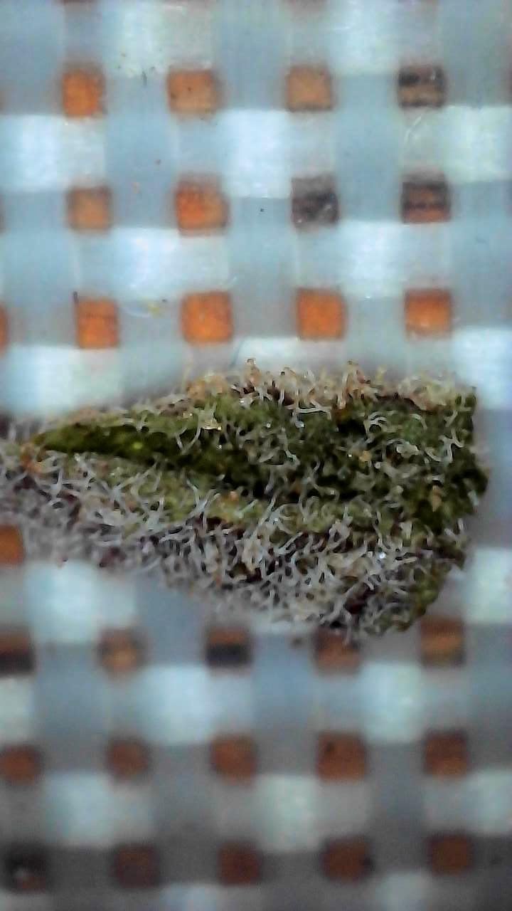 Wireless Digital Microscope, Skybasic 50X-1000X Magnification WiFi Portable Handheld Microscopes with Adjustable Stand HD USB Microscope Camera Compatible with iPhone Android iPad Windows Mac Computer customer photo 2