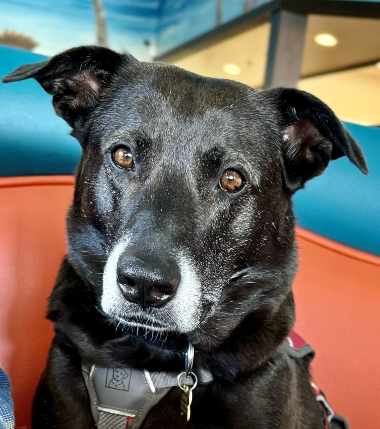 SportDOG FieldTrainer 425X - Remote Trainer Designed for Off-Leash Control & Training - 500-Yard Range - Waterproof - Quick Charge-Collar with 21 Levels of Static, Tone, & Vibration customer photo 1