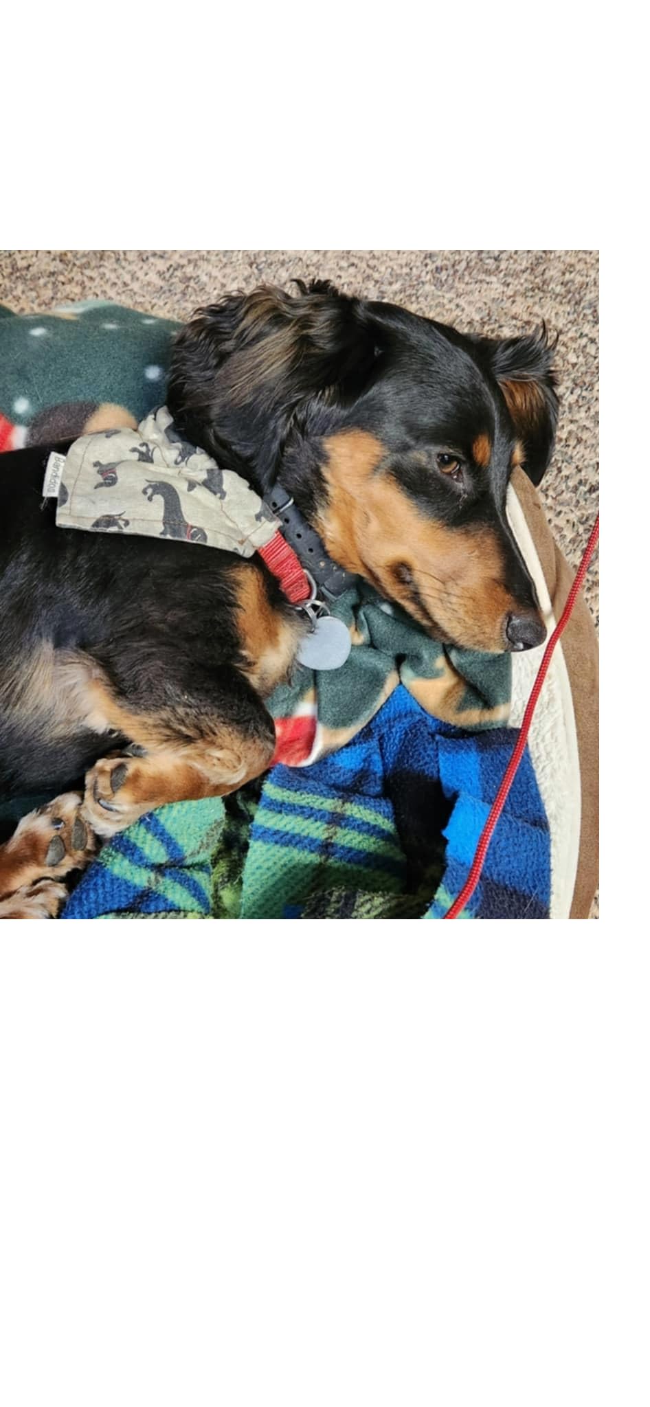 SportDOG FieldTrainer 425X - Remote Trainer Designed for Off-Leash Control & Training - 500-Yard Range - Waterproof - Quick Charge-Collar with 21 Levels of Static, Tone, & Vibration customer photo 2