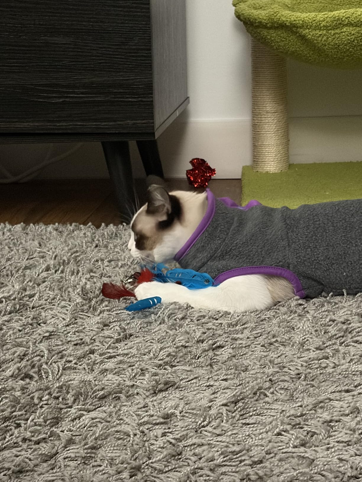 Cat Toys for Indoor Cats, Interactive Cat Toy 2PCS Retractable Wand Toy and 9PCS Cat Feather Toys Refills, Funny Kitten Toys Cat Fishing Pole Toy customer photo 1