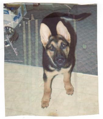 Mythrojan Brass and Steel Pet Training Clicker Puppy Dog Training Cricket Clicker U.S. Engraved WII Military Gear Metal Clicker customer photo 1