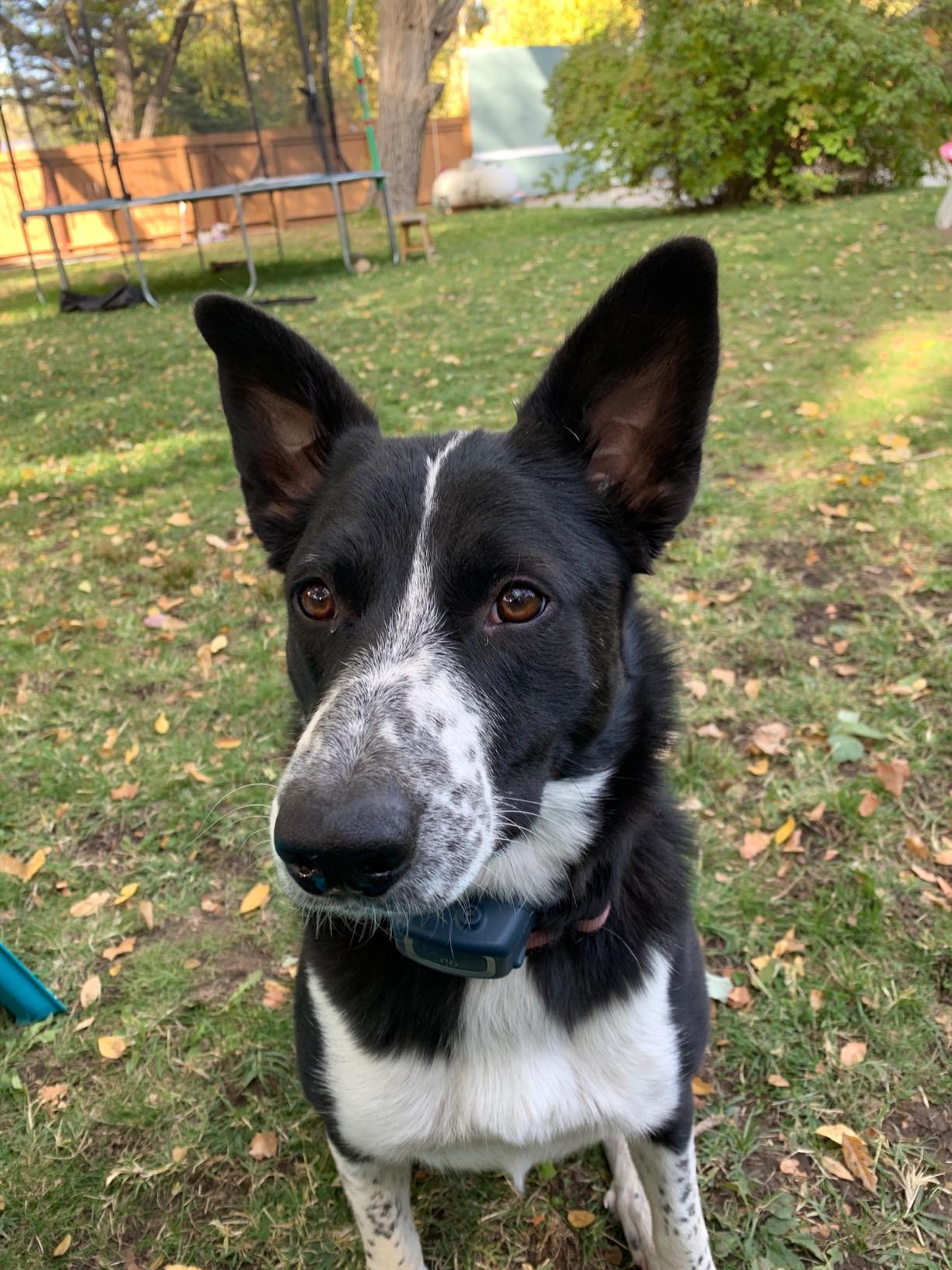 PetSafe Spray Bark Dog Collar, Automatic No Bark Device for Dogs 8 lb. and Up - Rechargeable and Water-Resistant - Includes Citronella and Unscented Spray Refills & USB Charging Cable, Navy customer photo 1