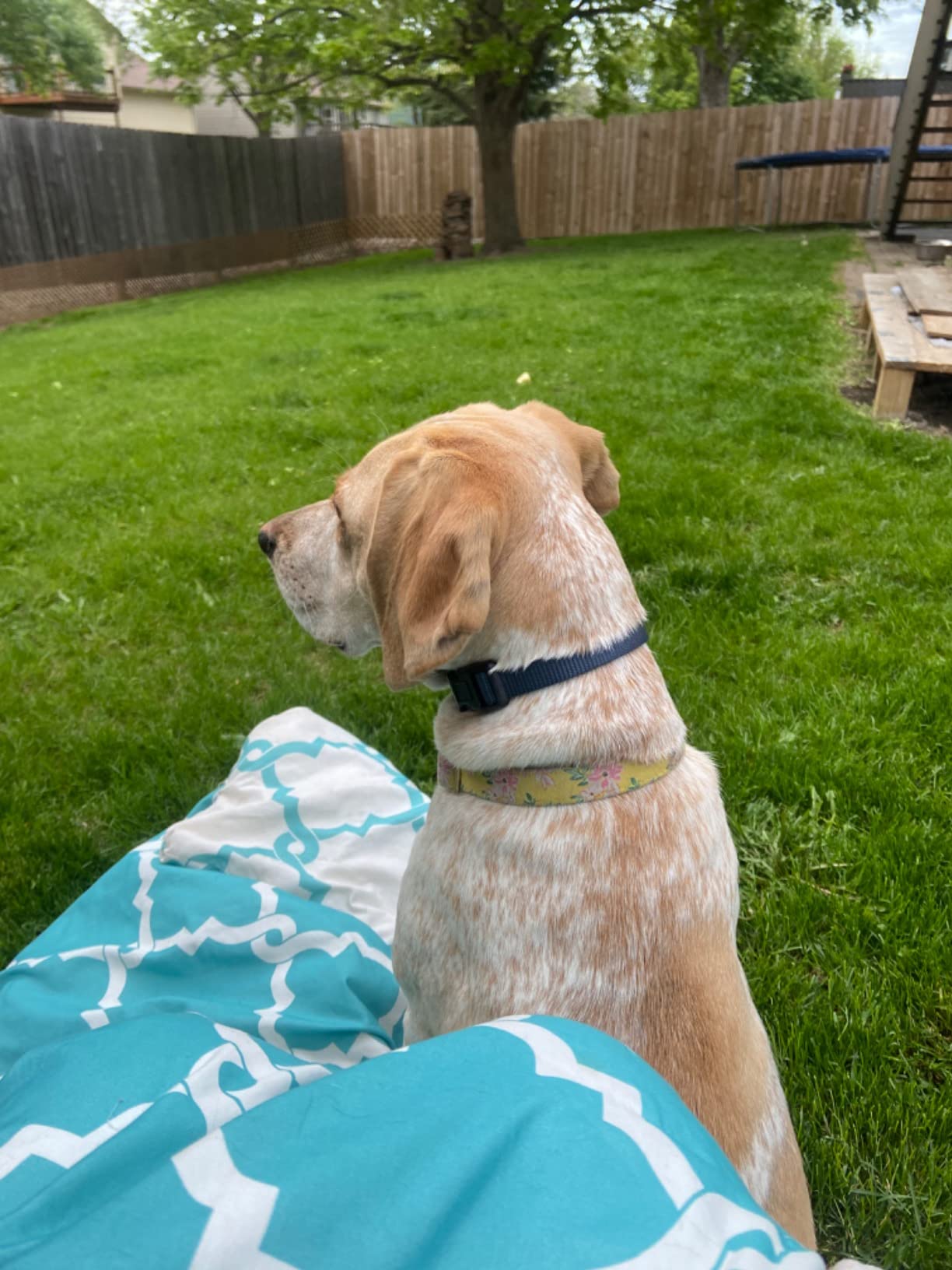 PetSafe Spray Bark Dog Collar, Automatic No Bark Device for Dogs 8 lb. and Up - Rechargeable and Water-Resistant - Includes Citronella and Unscented Spray Refills & USB Charging Cable, Navy customer photo 2