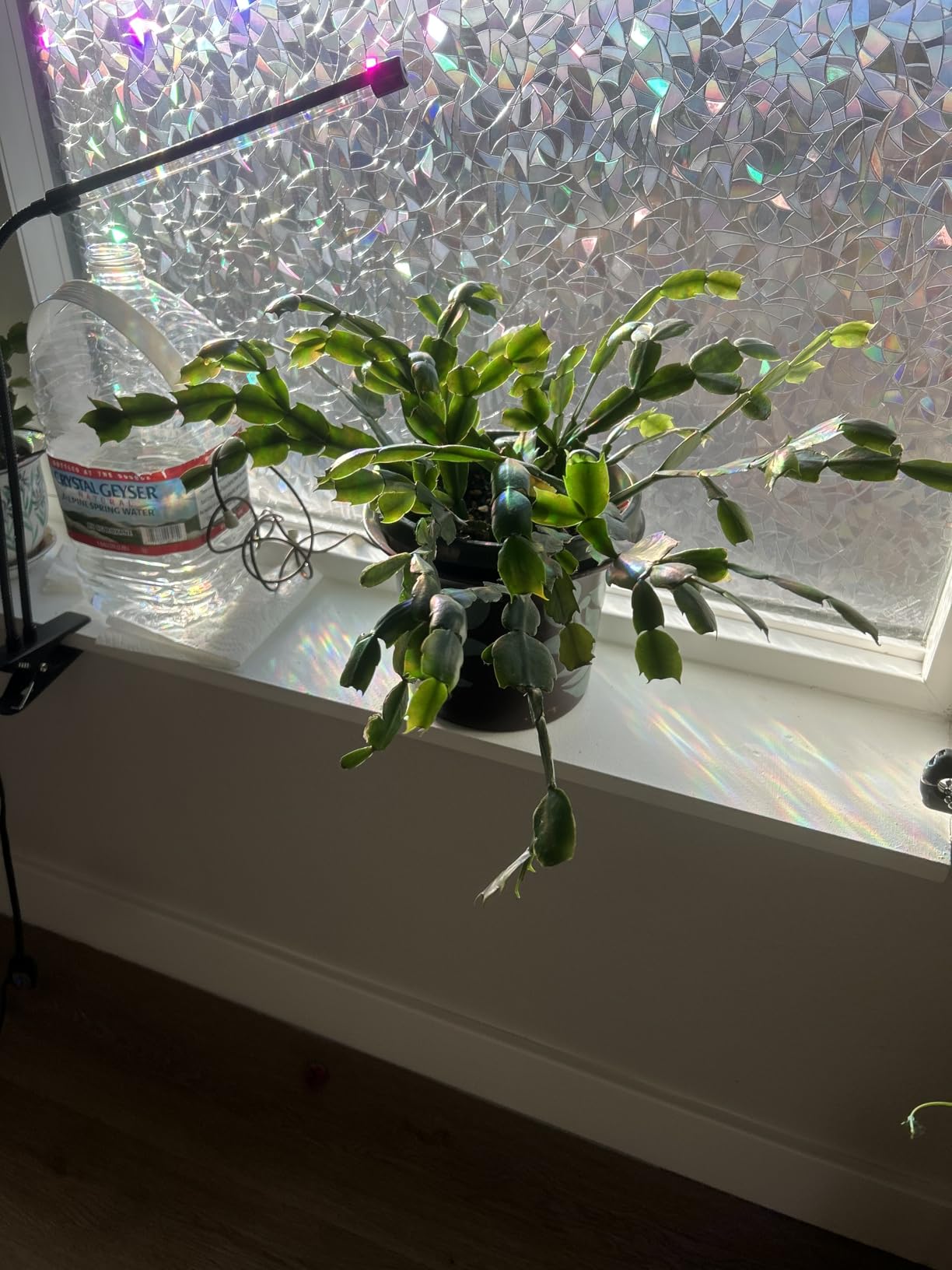 Blumat Classic Self-Watering Stakes - Prevents Overwatering and Underwatering for Healthy Growth While You are Away - Ideal for Indoor Plant Watering, 6 Pack customer photo 1