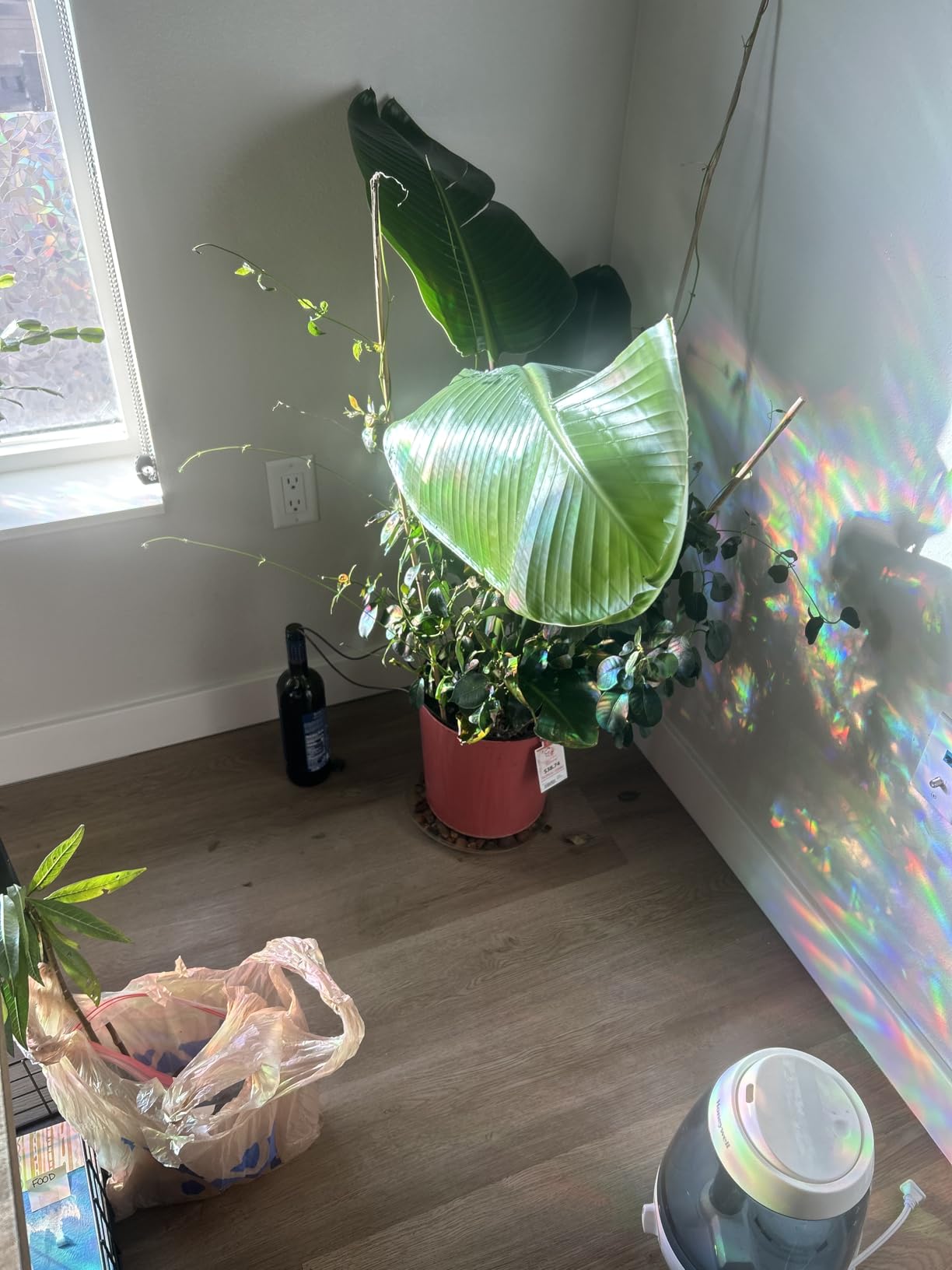 Blumat Classic Self-Watering Stakes - Prevents Overwatering and Underwatering for Healthy Growth While You are Away - Ideal for Indoor Plant Watering, 6 Pack customer photo 2