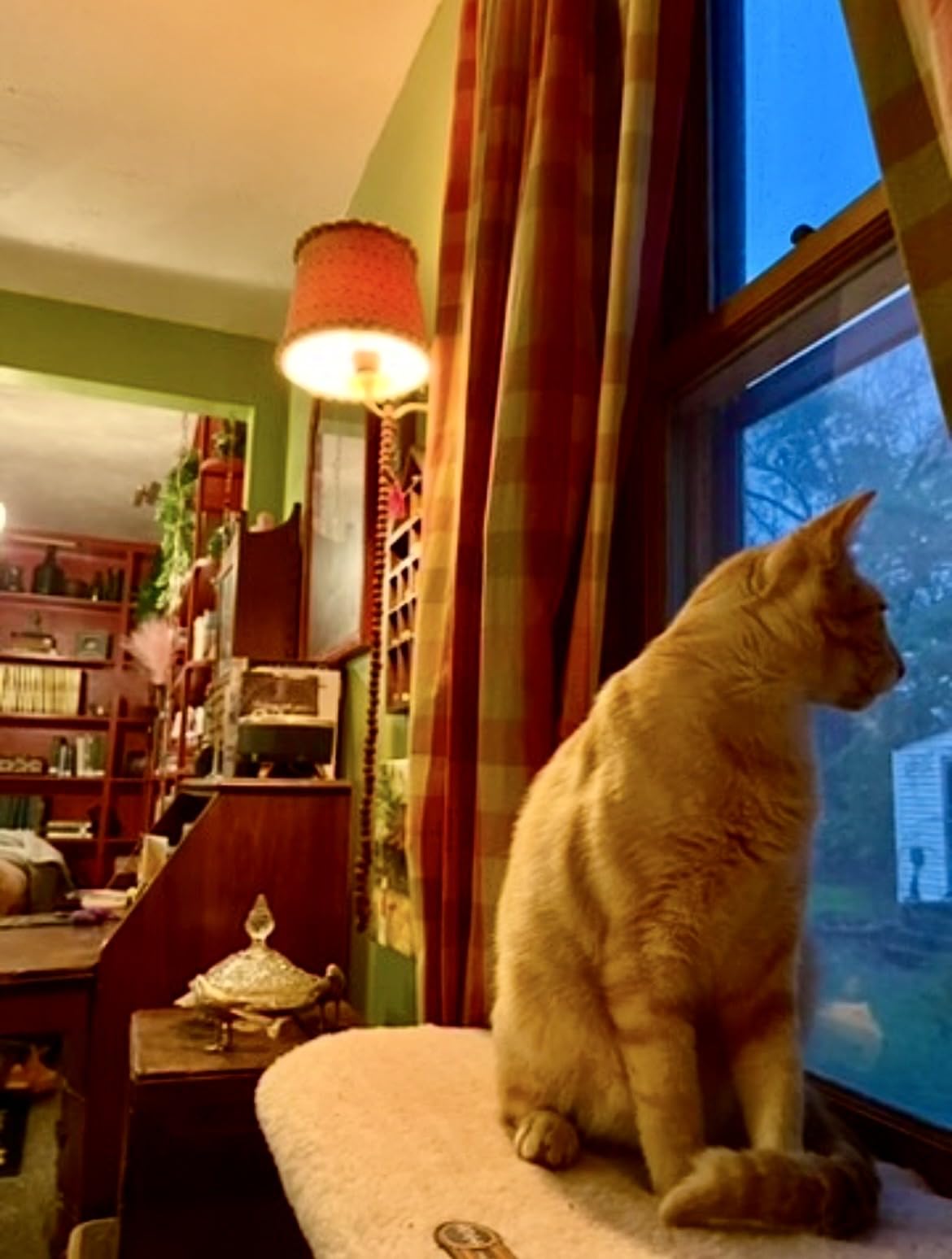 K&H Cat Window Perch Kitty Sill - Cat Window Hammock Bed with Strong Suction Cups Hold 40 lbs, Cushioned Windowsill Bed for Indoor Cats, Washable Cover, Cream Fleece, 24 x 14 Inches customer photo 1