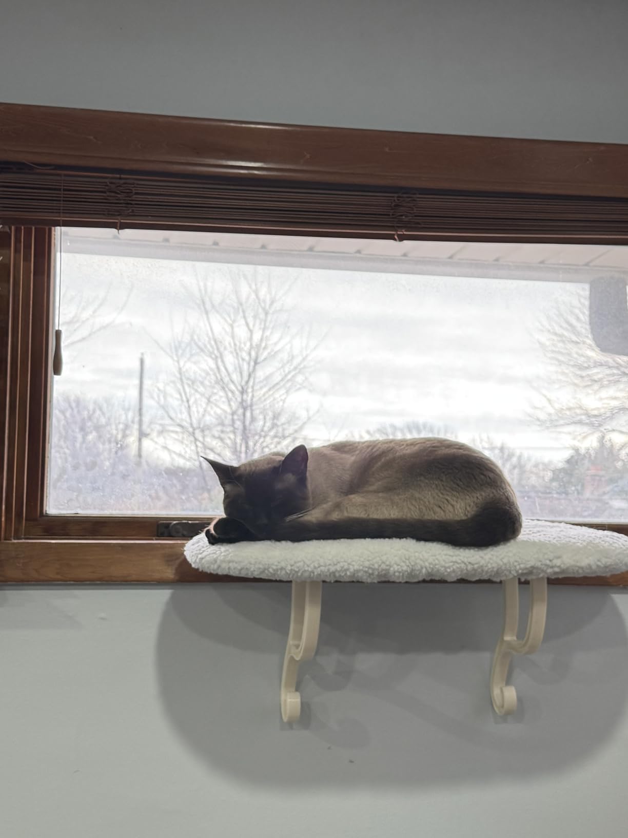 K&H Cat Window Perch Kitty Sill - Cat Window Hammock Bed with Strong Suction Cups Hold 40 lbs, Cushioned Windowsill Bed for Indoor Cats, Washable Cover, Cream Fleece, 24 x 14 Inches customer photo 2