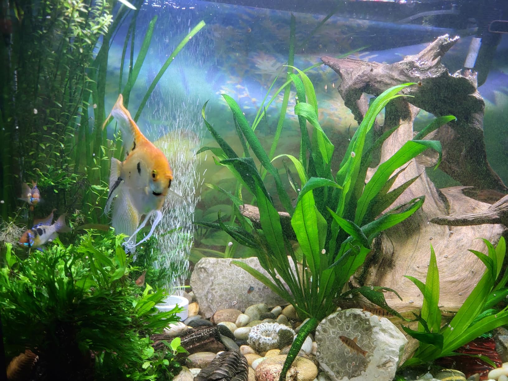 Fluval 307 Performance Canister Filter - for Aquariums Up to 70 Gallons customer photo 1