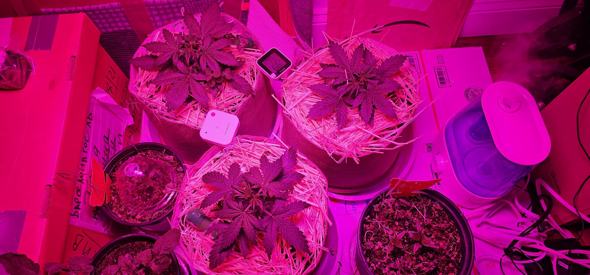 ECOWITT WH51 Soil Moisture Sensor Soil Humidity Tester - Accessory Only, Can Not Be Used Alone customer photo 1