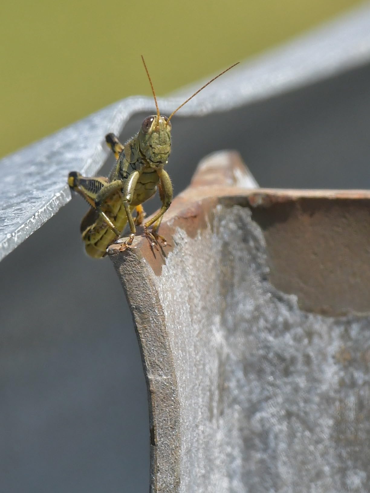 SIRUI AM-284 Carbon Fiber Tripod for Travel, Professional Camera Tripod with 4-Section Legs, Twist Leg Locks, Detachable Metal Spikes, Loads up 33LB, Max Height 47.2