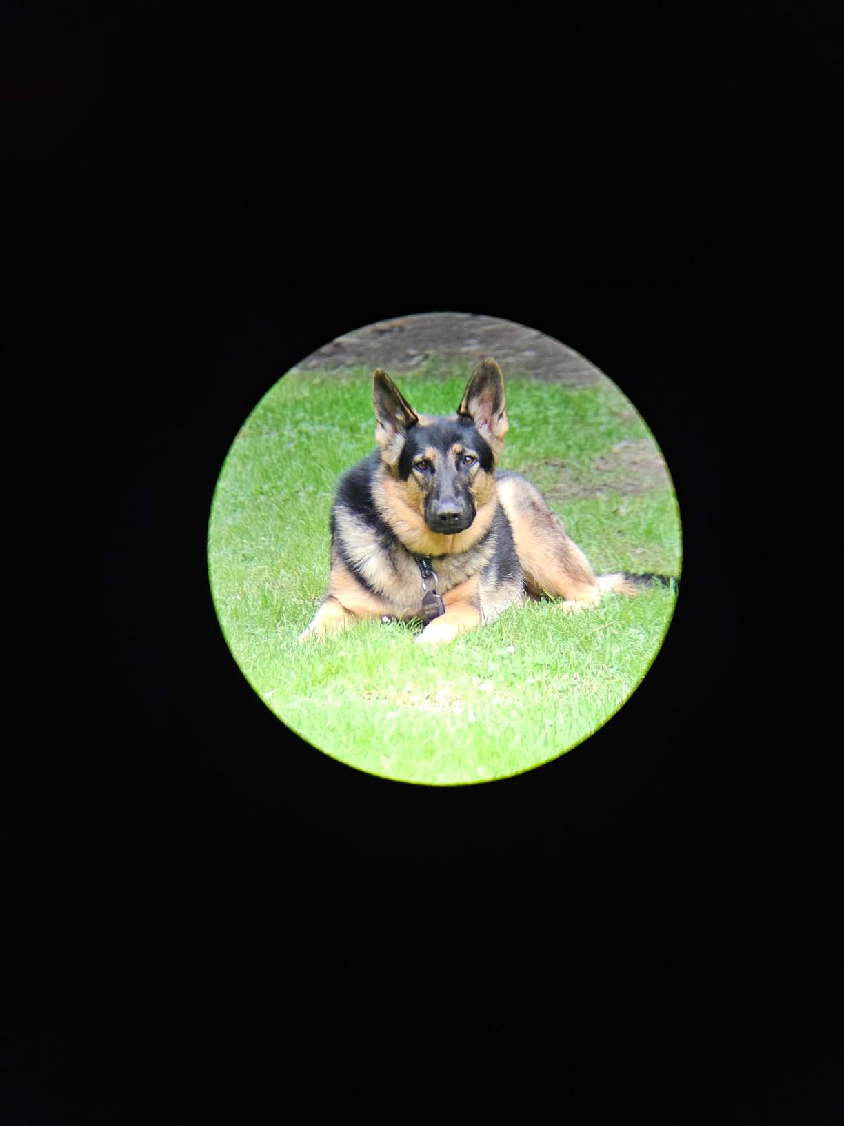 Gosky Flagship DiamondEdge 20-60x80 Spotting Scope with Tripod, Carrying Bag and Quick Phone Holder - BAK4 High Definition Waterproof Spotter Scope for Bird Watching Wildlife observing,Green customer photo 1