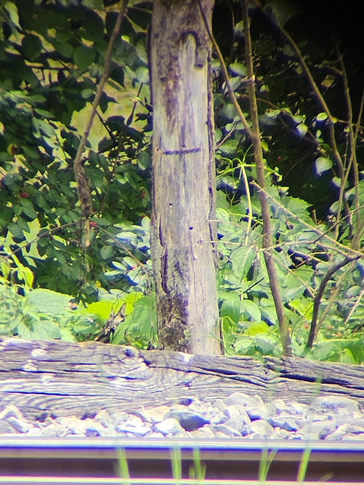 Gosky Flagship DiamondEdge 20-60x80 Spotting Scope with Tripod, Carrying Bag and Quick Phone Holder - BAK4 High Definition Waterproof Spotter Scope for Bird Watching Wildlife observing,Green customer photo 2