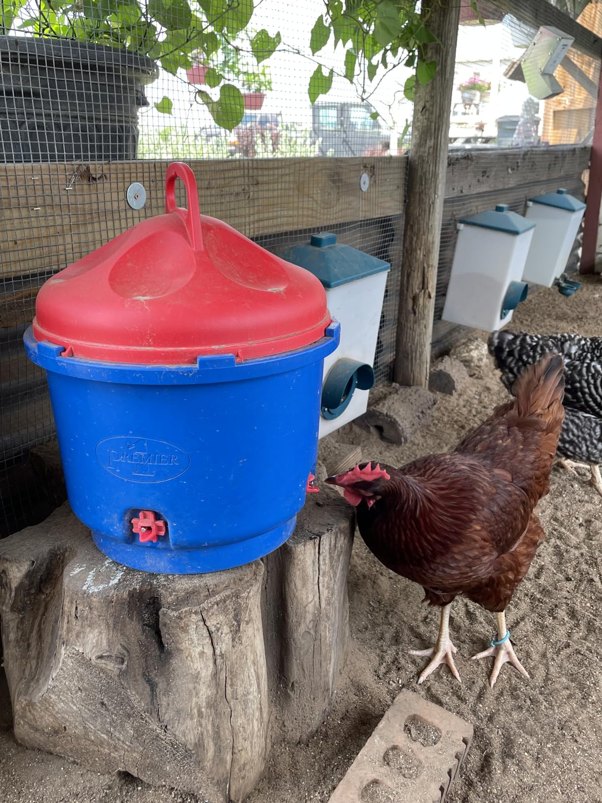 Premier 1 All-Season Heated Poultry Waterer for Chickens and Ducks - 3 Gallon customer photo 1