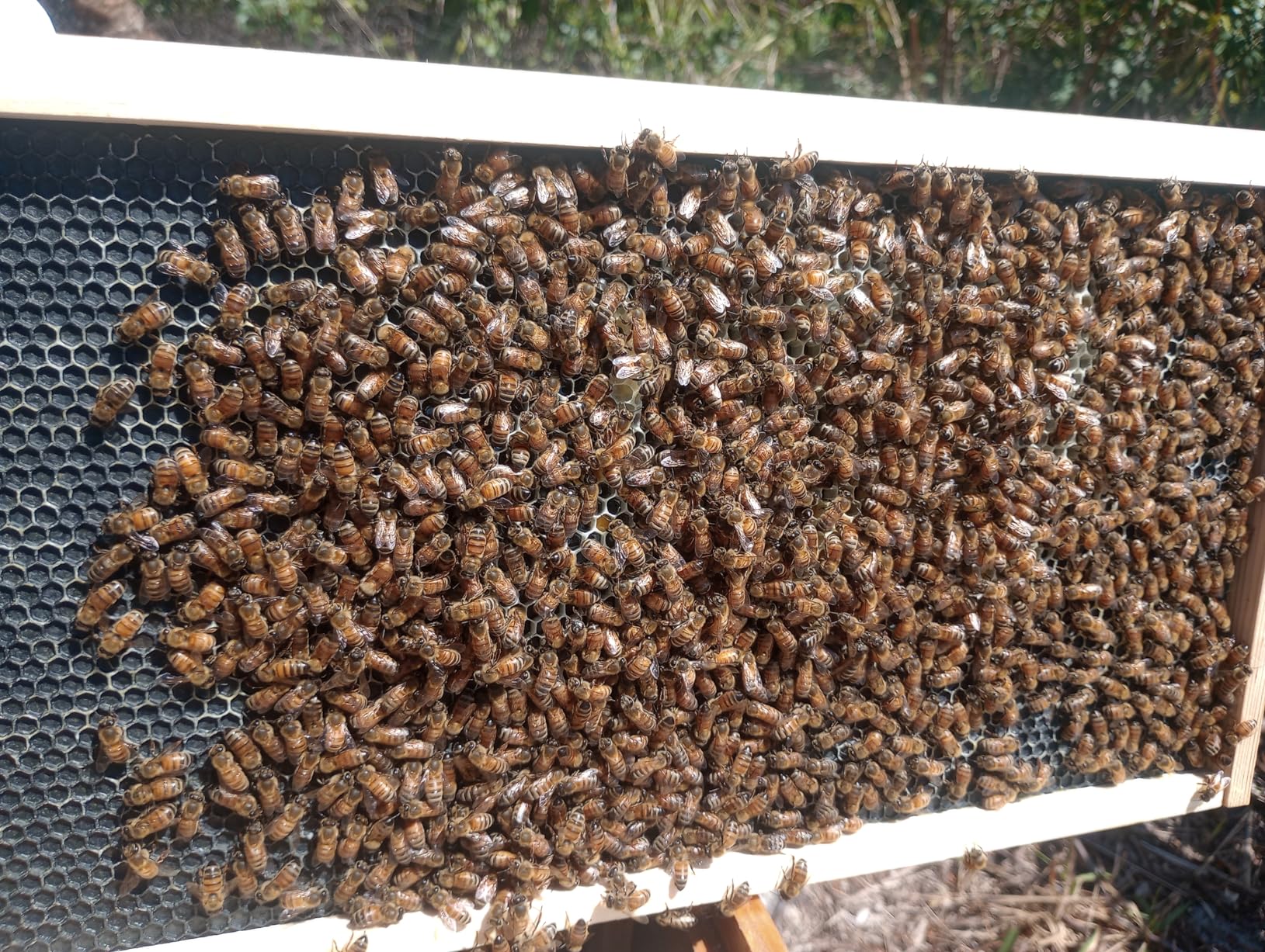 Hoover Hives: The Original Beeswax Coated Beehive Kit. Includes 2 Deep & 1 Medium Boxes with 10 Wooden Frames & Heavy Wax Coated Foundations. Easy Assembly with Predrilled Holes& Screws (Unassembled) customer photo 1