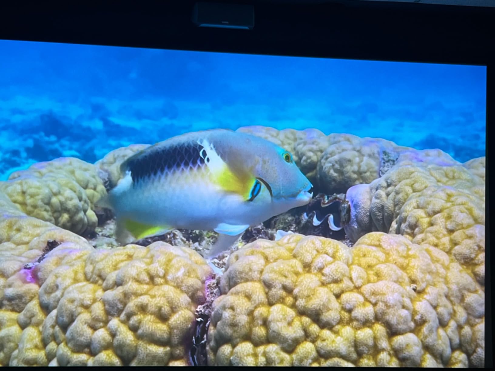 Epson Home Cinema 5050UB 4K PRO-UHD 3-Chip Projector with HDR customer photo 1