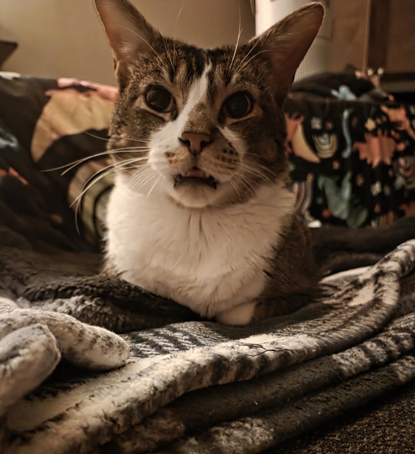 K&H PET PRODUCTS Self-Warming Cat Bed Pad, Self Heating Pad for Outdoor Cat Houses, Warming Mat for Indoor Pet Beds & Furniture, Reversible Blanket, Machine Washable - Small 21 X 17in Gray/ Black customer photo 2