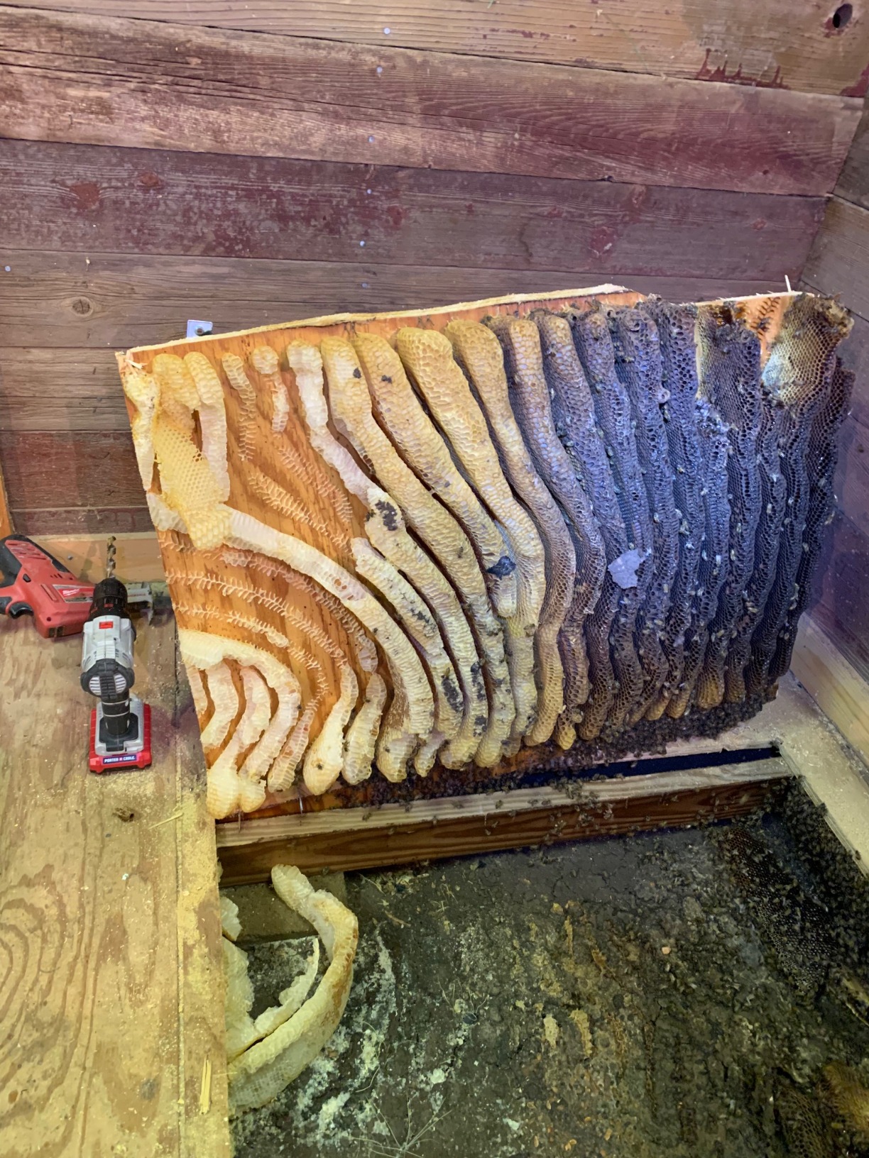 Sewer Camera 100FT, Can Connect External Monitor, Zoom in and Out, IP68 Waterproof, 12 pcs Adjustable Light, Plumbing Snake Cam with DVR Pipe Video Inspection, for Sewer Line, Drain, Duct, Plumbing customer photo 1