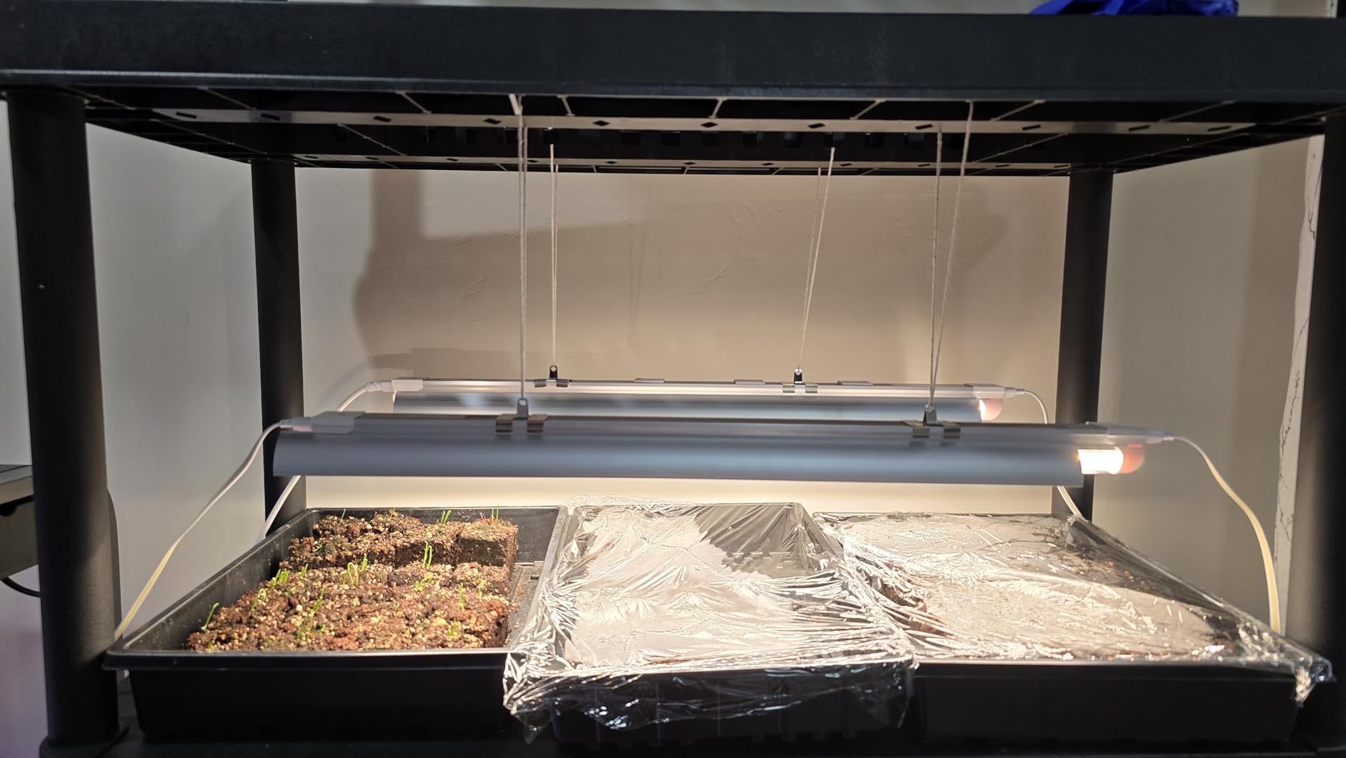 Barrina LED Grow Light, 252W(6 x 42W) 4ft T8, Full Spectrum, V-Shape with Reflector, Linkable Design, Plant Lights for Indoor Plants, 6-Pack customer photo 1