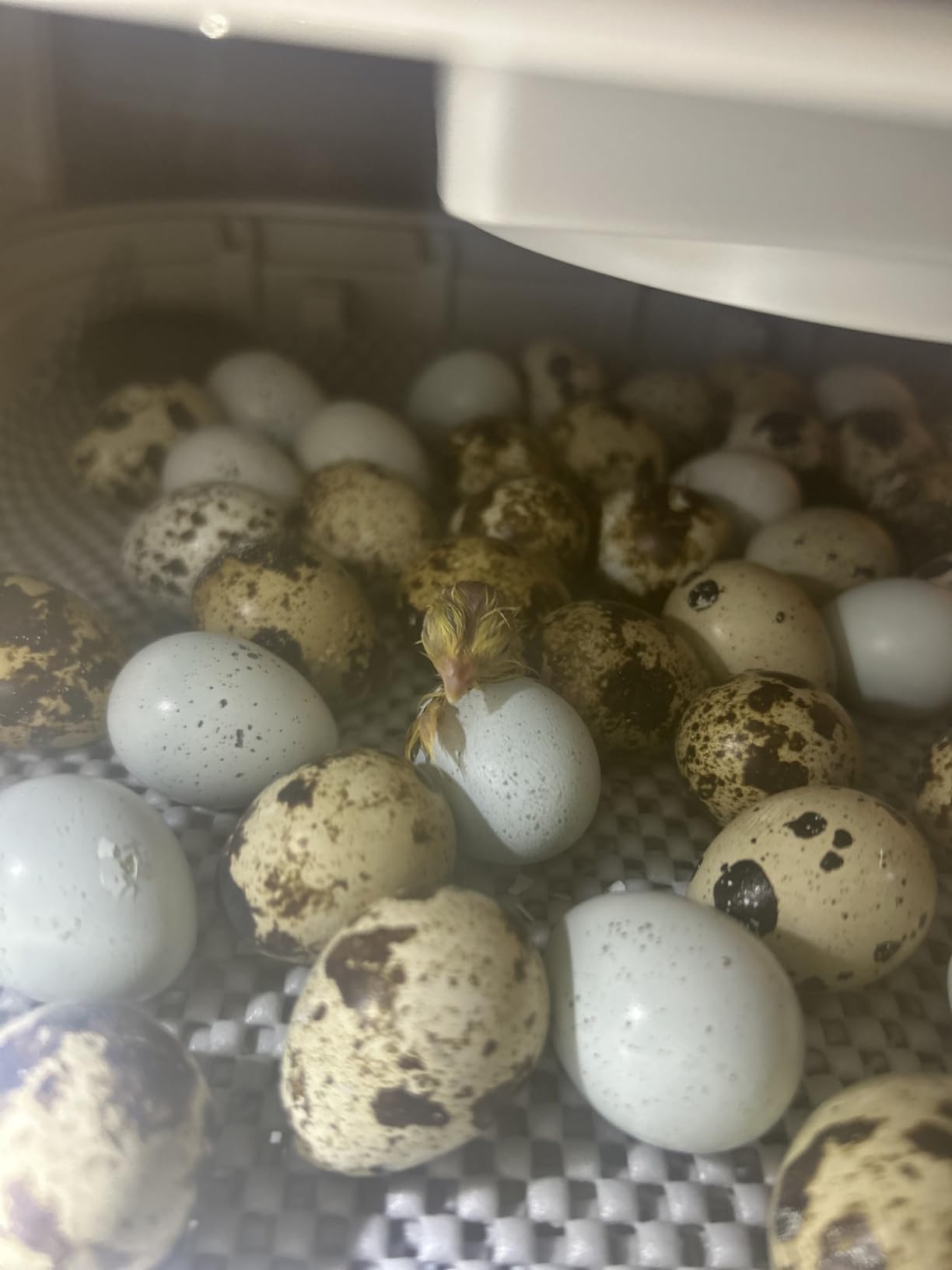 Govee Bluetooth Hygrometer Thermometer, Wireless Thermometer, Mini Humidity Sensor with Notification Alert, Data Storage and Export, 262 Feet Connecting Range customer photo 2