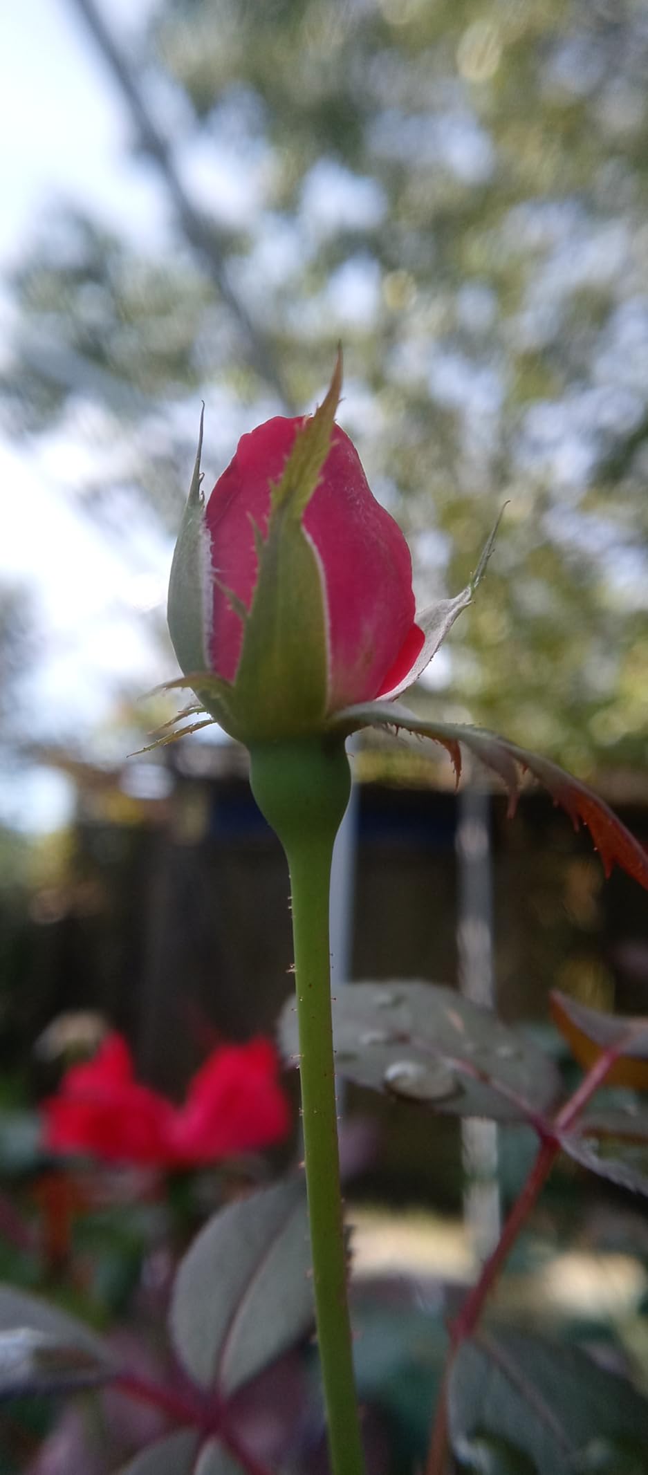 Godefa Phone Camera Lens Kit, 14 in 1 Lenses with Selfie Light for iPhone Samsung Android Smartphone customer photo 2