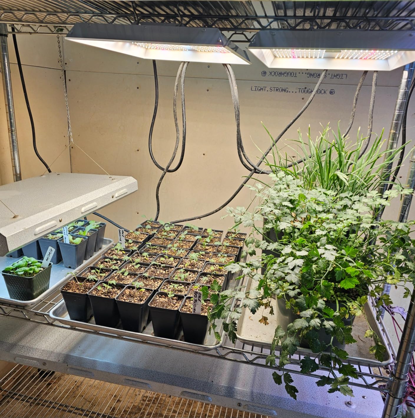 MARS HYDRO TS1000 150W LED Grow Light for Indoor Plants, with Patented Reflector, 5 Levels Dimmable Lights Daisy Chain Full Spectrum Growing Lamps for Seedlings Veg Bloom in 2x2/3x3 Grow Tent customer photo 2