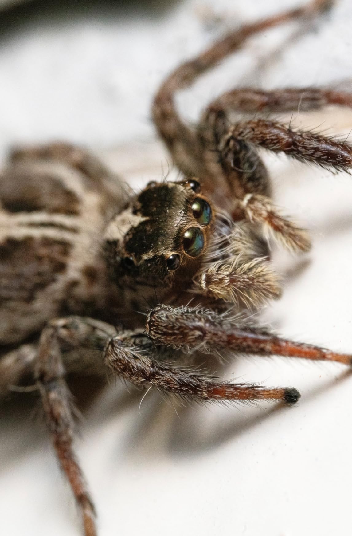 Laowa 100mm f/2.8 2X Ultra Macro APO Lens for Sony E customer photo 1