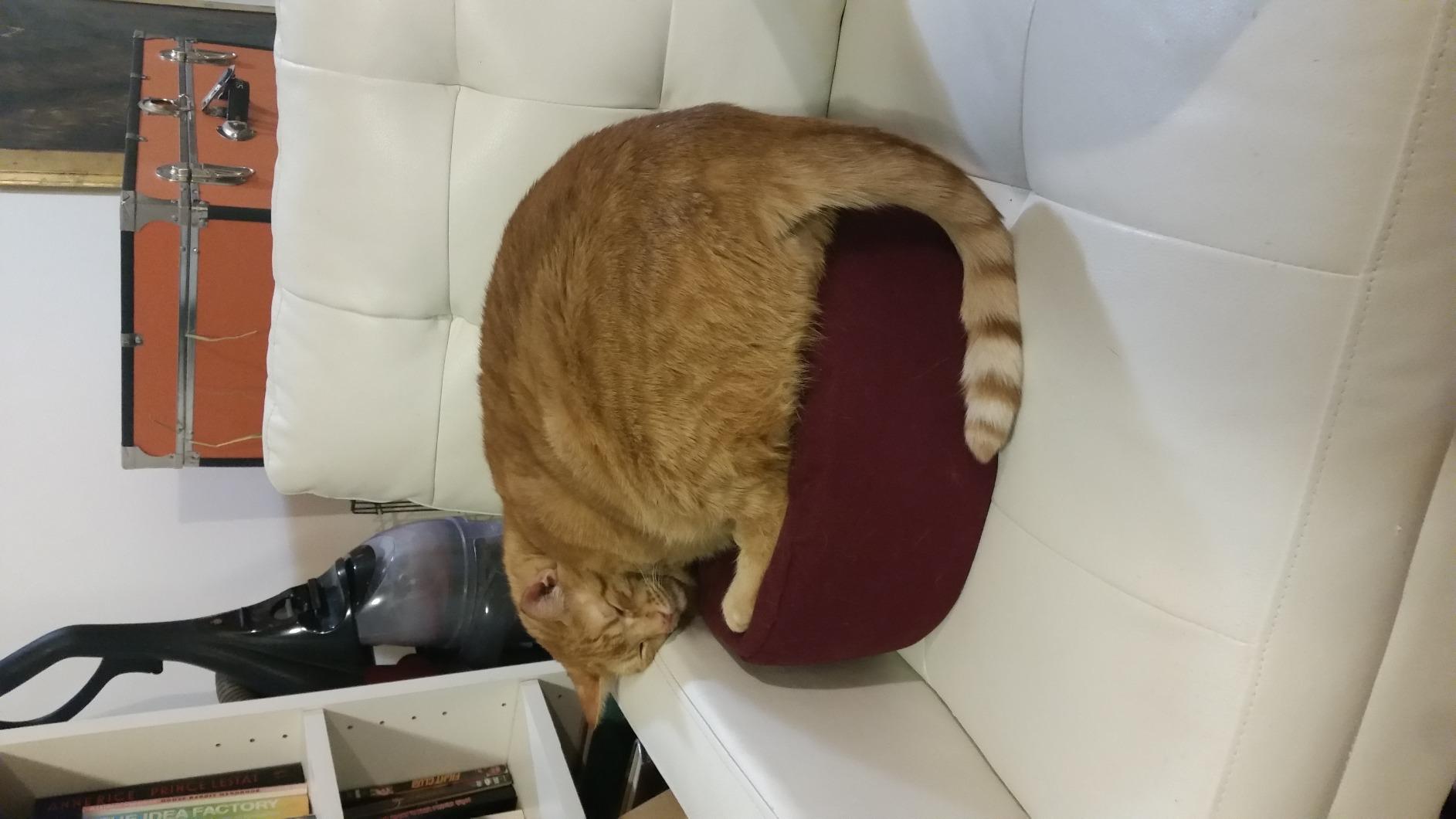 Bean Products Zafu Meditation Pillows for Sitting on Floor, Yoga Cushion, Cotton/Buckwheat Fill Yoga Pillow, Zafu Meditation Cushion, Zen Kneeling Prayer Pad- Made in USA - 14