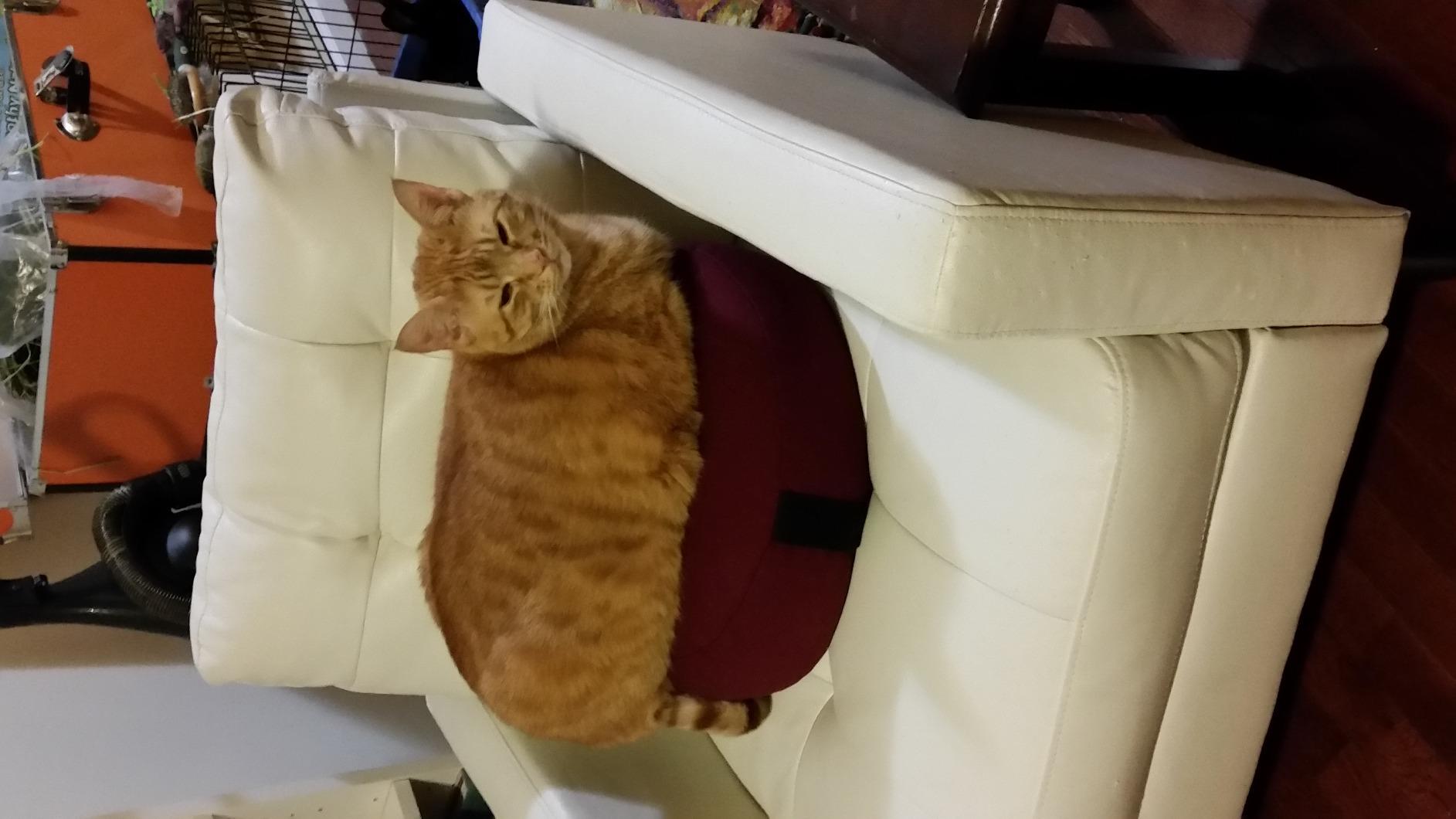 Bean Products Zafu Meditation Pillows for Sitting on Floor, Yoga Cushion, Cotton/Buckwheat Fill Yoga Pillow, Zafu Meditation Cushion, Zen Kneeling Prayer Pad- Made in USA - 14