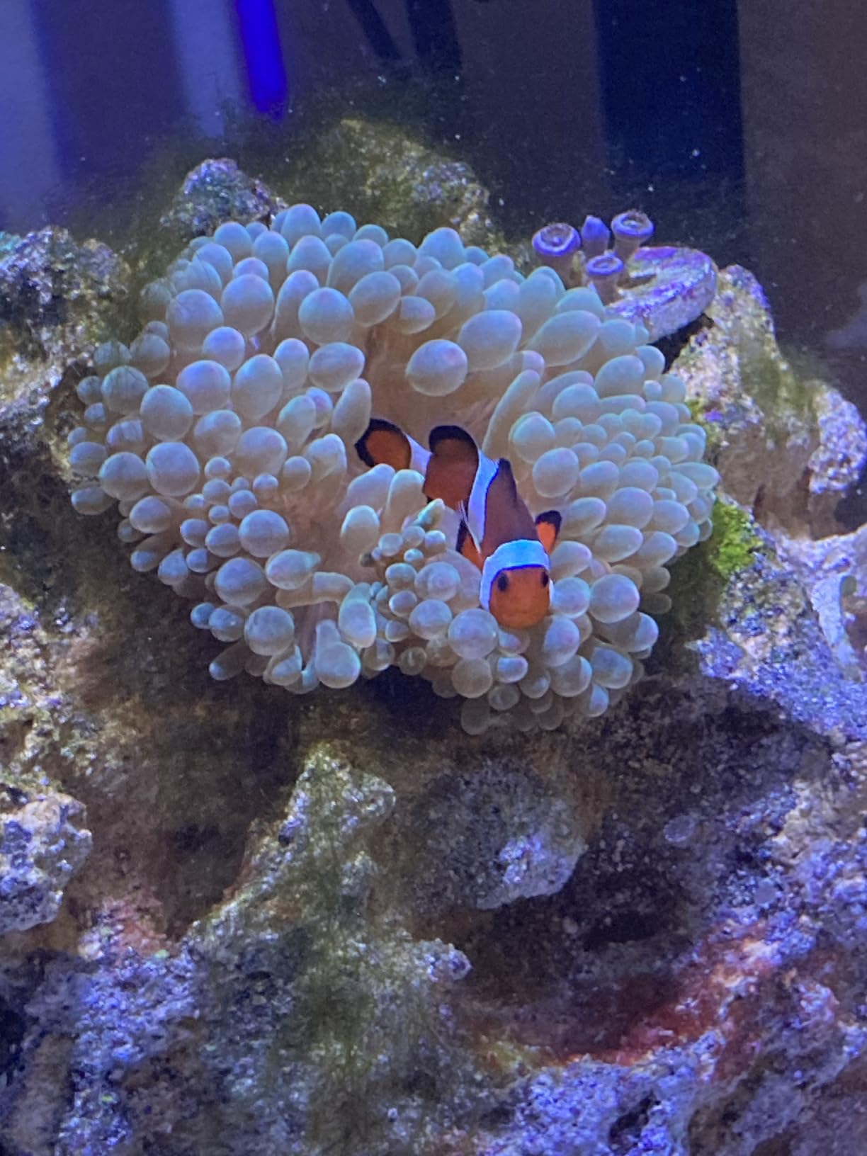 Hanna Salinity Tester HI98319 customer photo 1