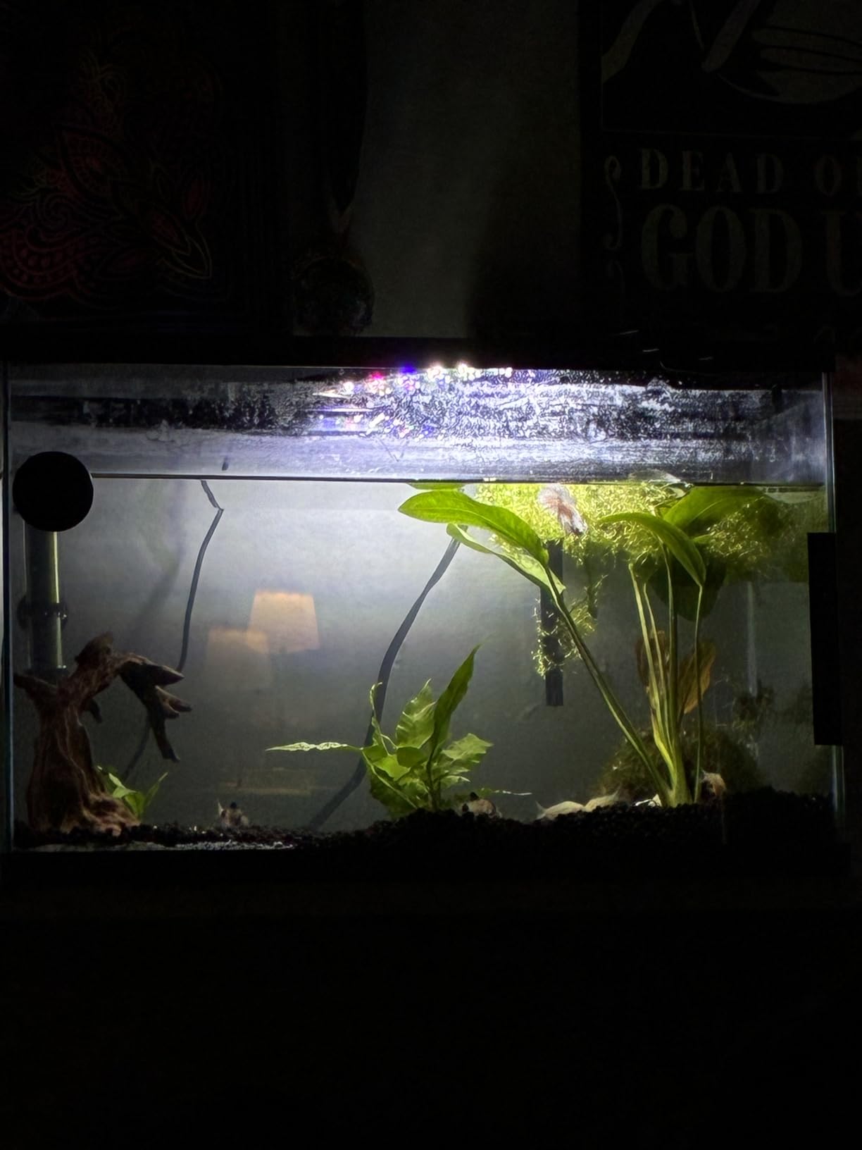 AQUANEAT LED Aquarium Light Full Spectrum for 18 Inch to 24 Inch Fish Tank Light Fresh Water customer photo 1