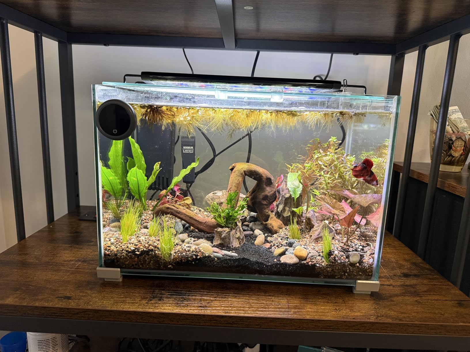 AQUANEAT LED Aquarium Light Full Spectrum for 18 Inch to 24 Inch Fish Tank Light Fresh Water customer photo 2