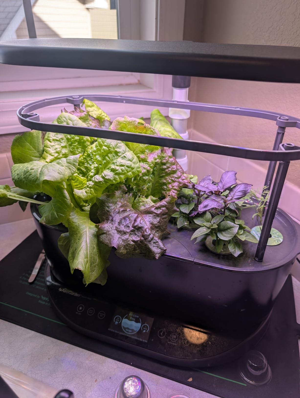 AeroGarden Bounty Basic - Indoor Garden with LED Grow Light, Black customer photo 2