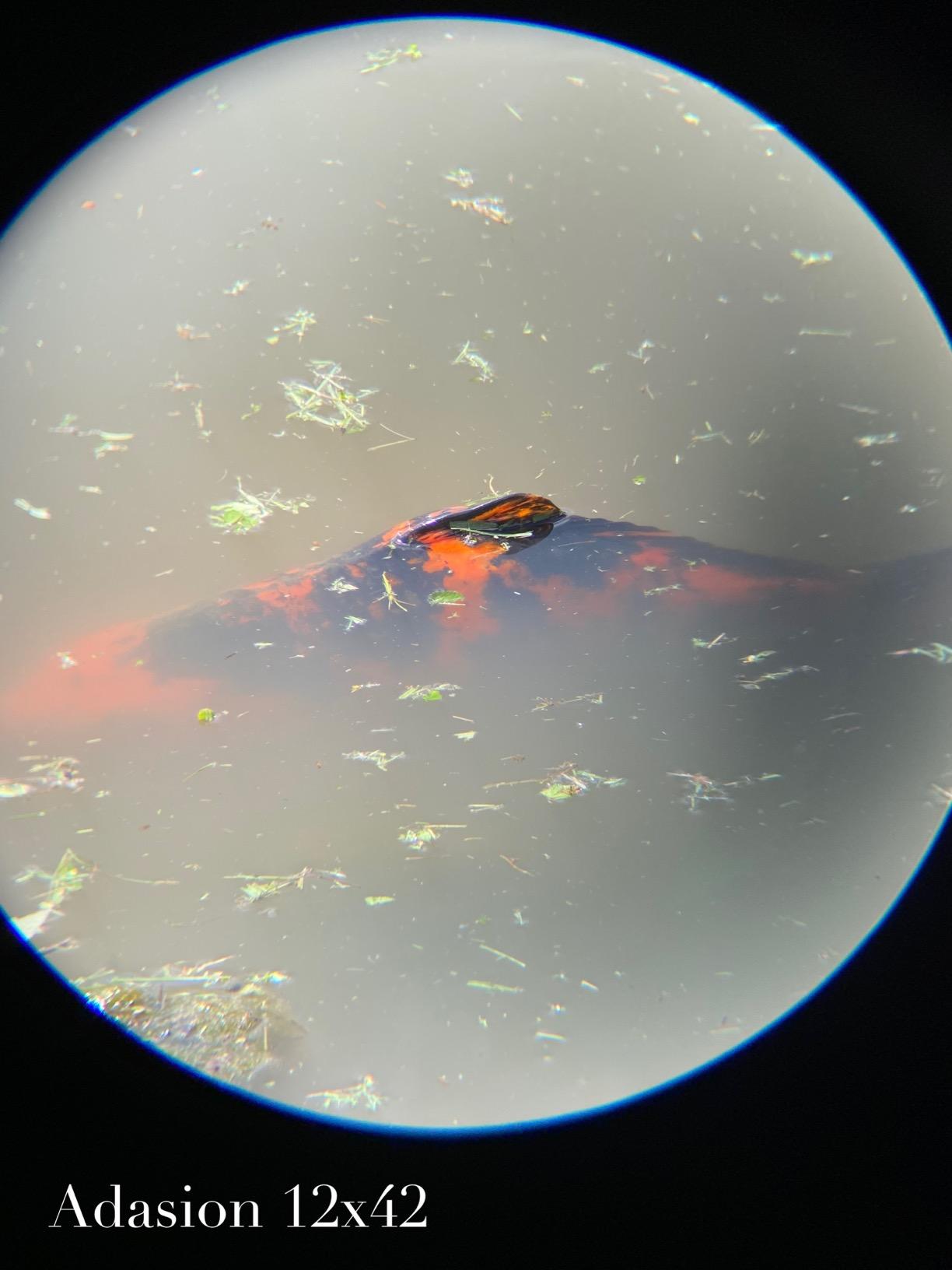 12x42 HD Binoculars for Adults High Powered with Phone Adapter and Tripod, Super Bright BAK4 Prism Waterproof Binoculars for Bird Watching Hunting Hiking Safari Travel Sports customer photo 2