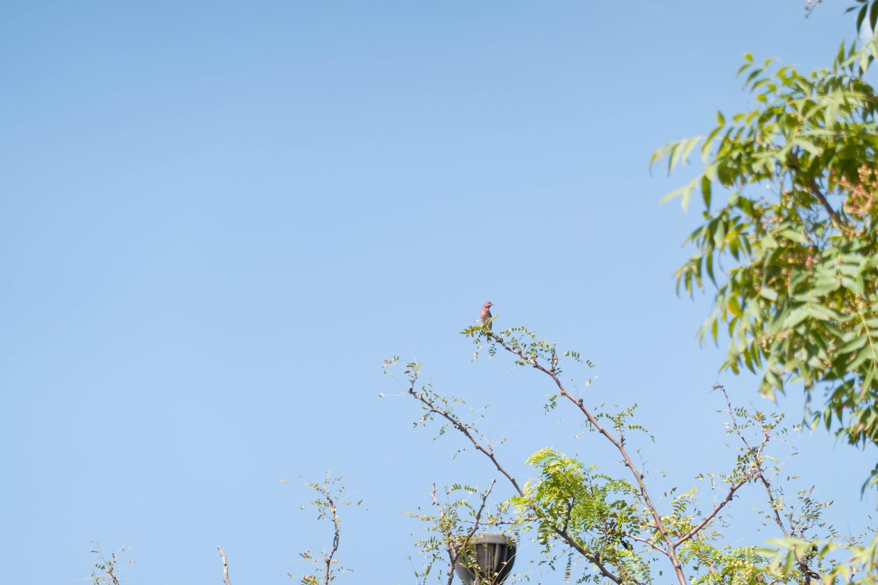 Sony RX100 VII Premium Compact Camera with 1.0-type Stacked CMOS Sensor customer photo 2