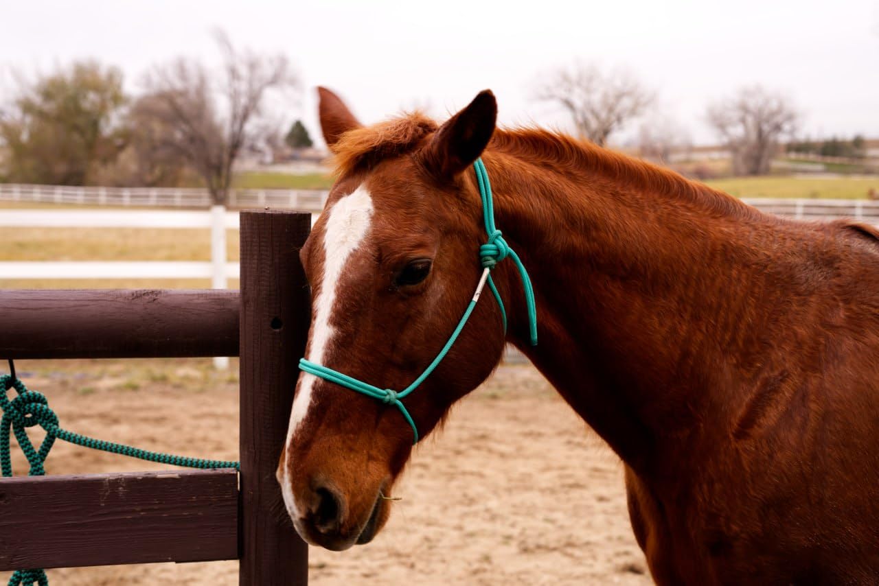 Sony FE 50mm F1.8 Standard Lens (SEL50F18F/2), Black customer photo 2