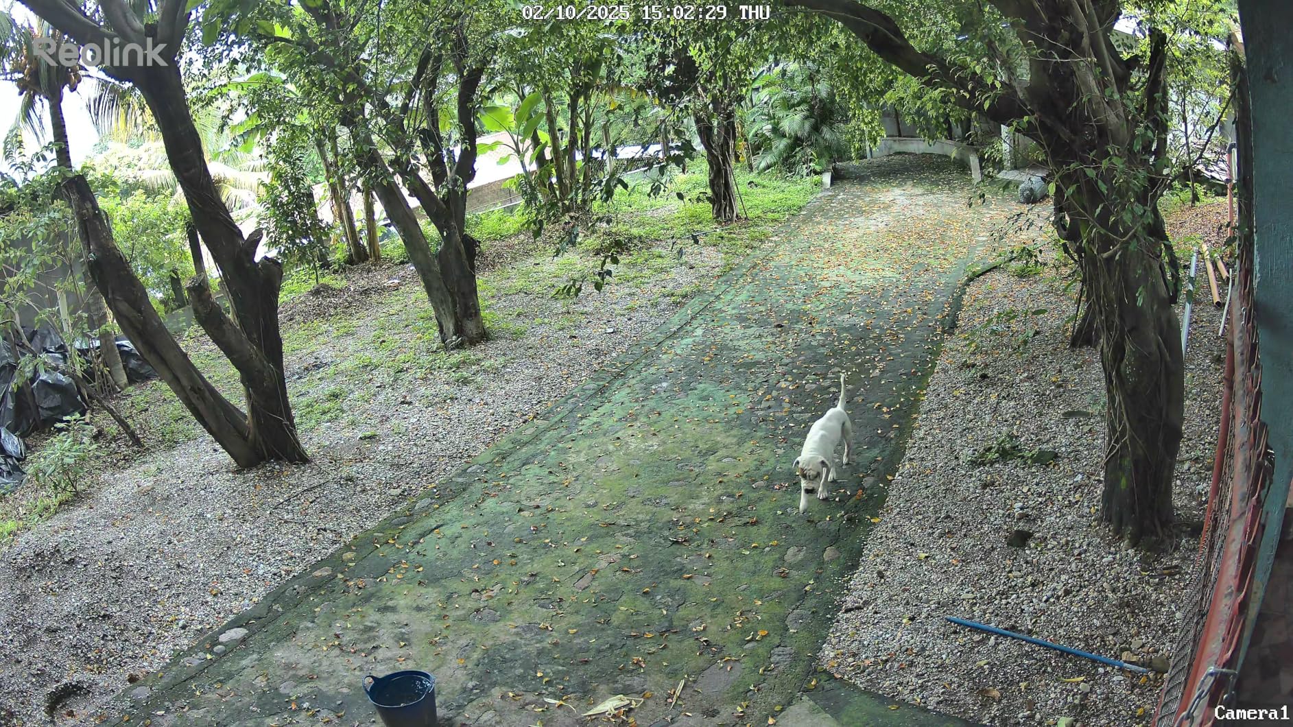 REOLINK 4K Wired Security Camera Outdoor System, IP PoE Dome Surveillance Camera with Human/Vehicle Detection, 100Ft 8MP IR Night Vision, Work with Smart Home, Timelapse, Up to 512GB SD Card, RLC-820A customer photo 1