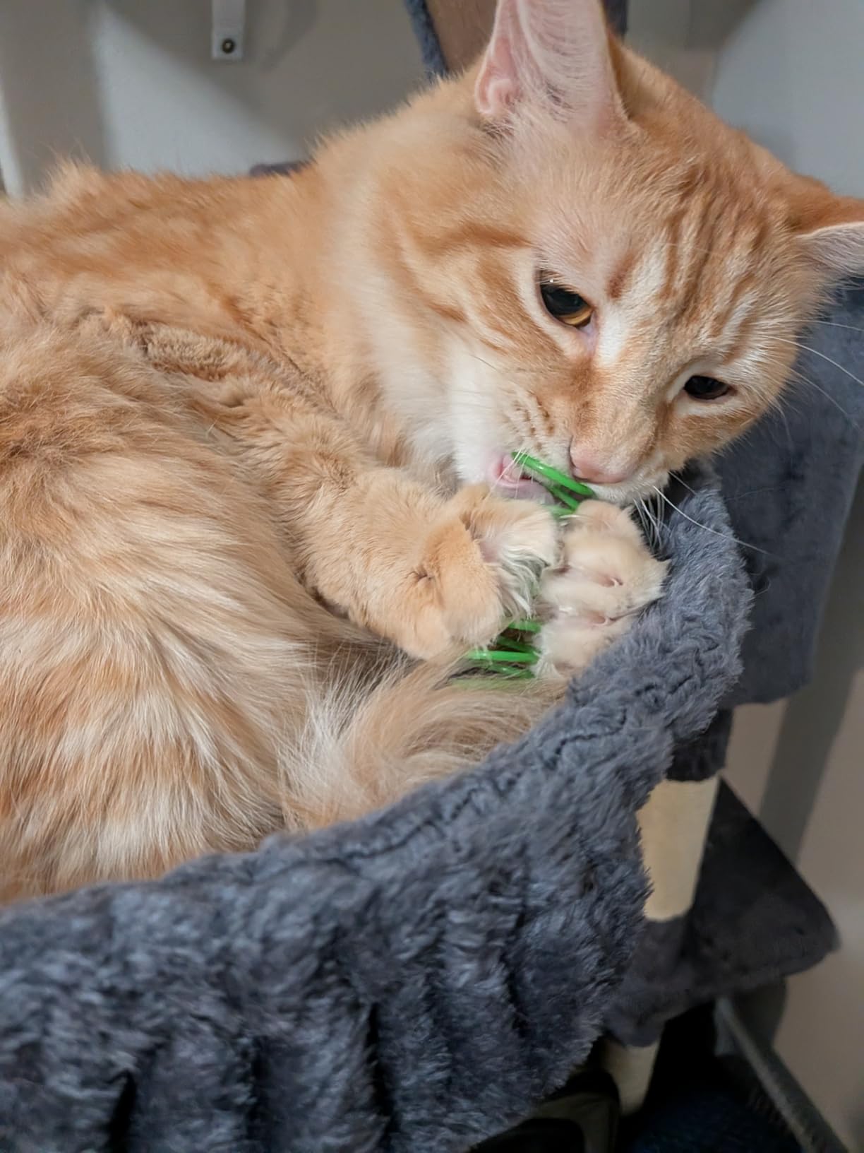 Andiker Interactive Cat Spiral Creative Spring Toy to Kill Time and Keep Fit, Sturdy and Heavy Plastic for Swatting, Biting, Hunting Kitten Toys, Colorful, 12 pcs customer photo 1