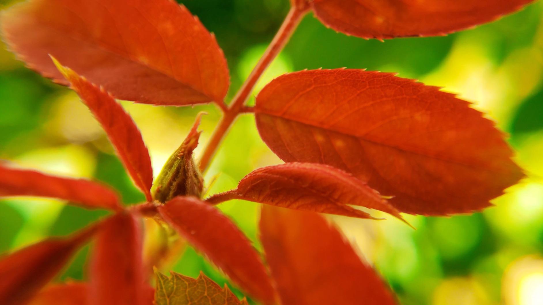 MIAO LAB 11 in 1 Phone Camera Lens Kit - Wide Angle Lens & Macro Lens+Fisheye Lens/ND32/kaleidoscope/CPL/Color Lens Compatible with iPhone Samsung Sony and Most of Smartphone customer photo 1