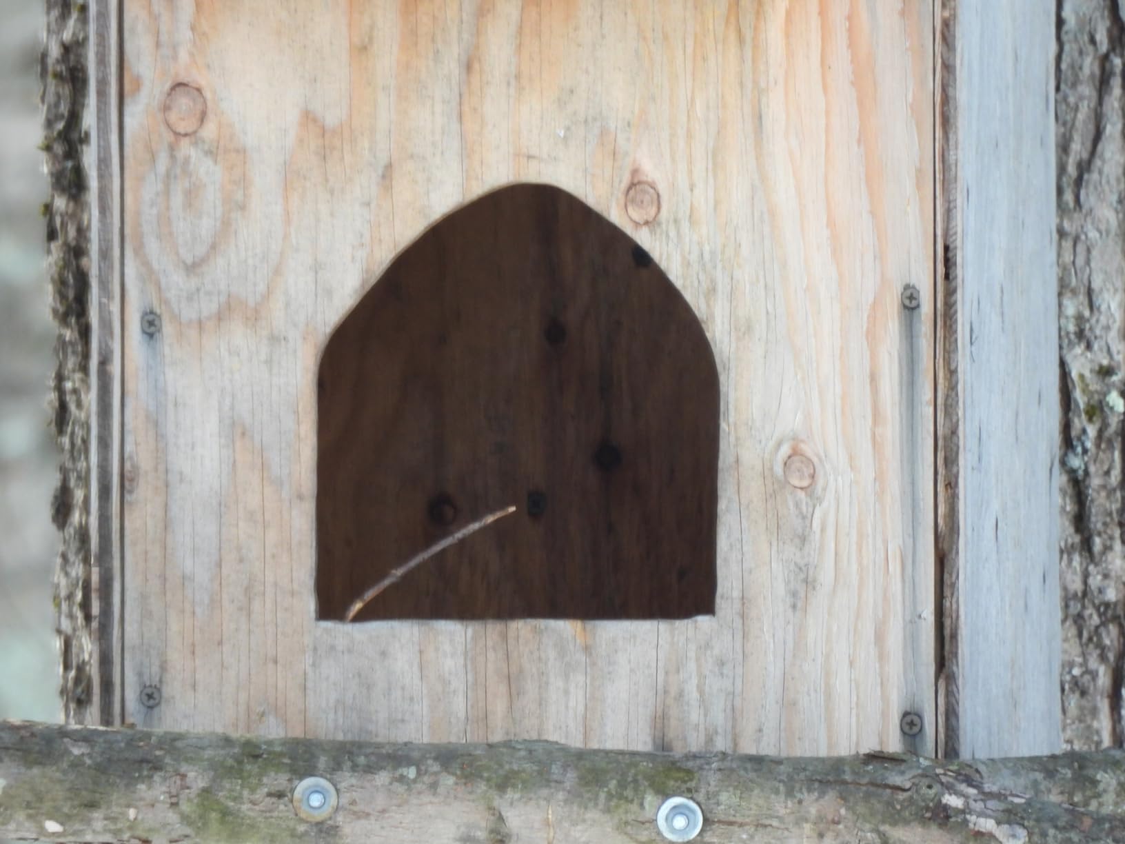 NIkon COOLPIX P950 Superzoom Digital Camera | 83x Optical Zoom with Image Stabilization 16 MP 4K Ultra HD Video Wi-Fi Connectivity RAW Format and Rotating LCD Screen (Black) customer photo 1